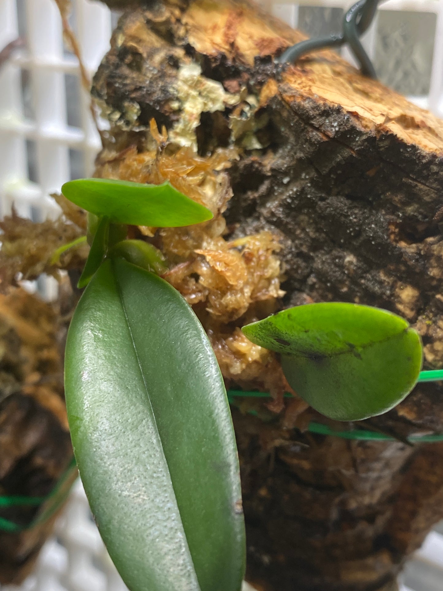 Bulbophyllum sikkimense- mount