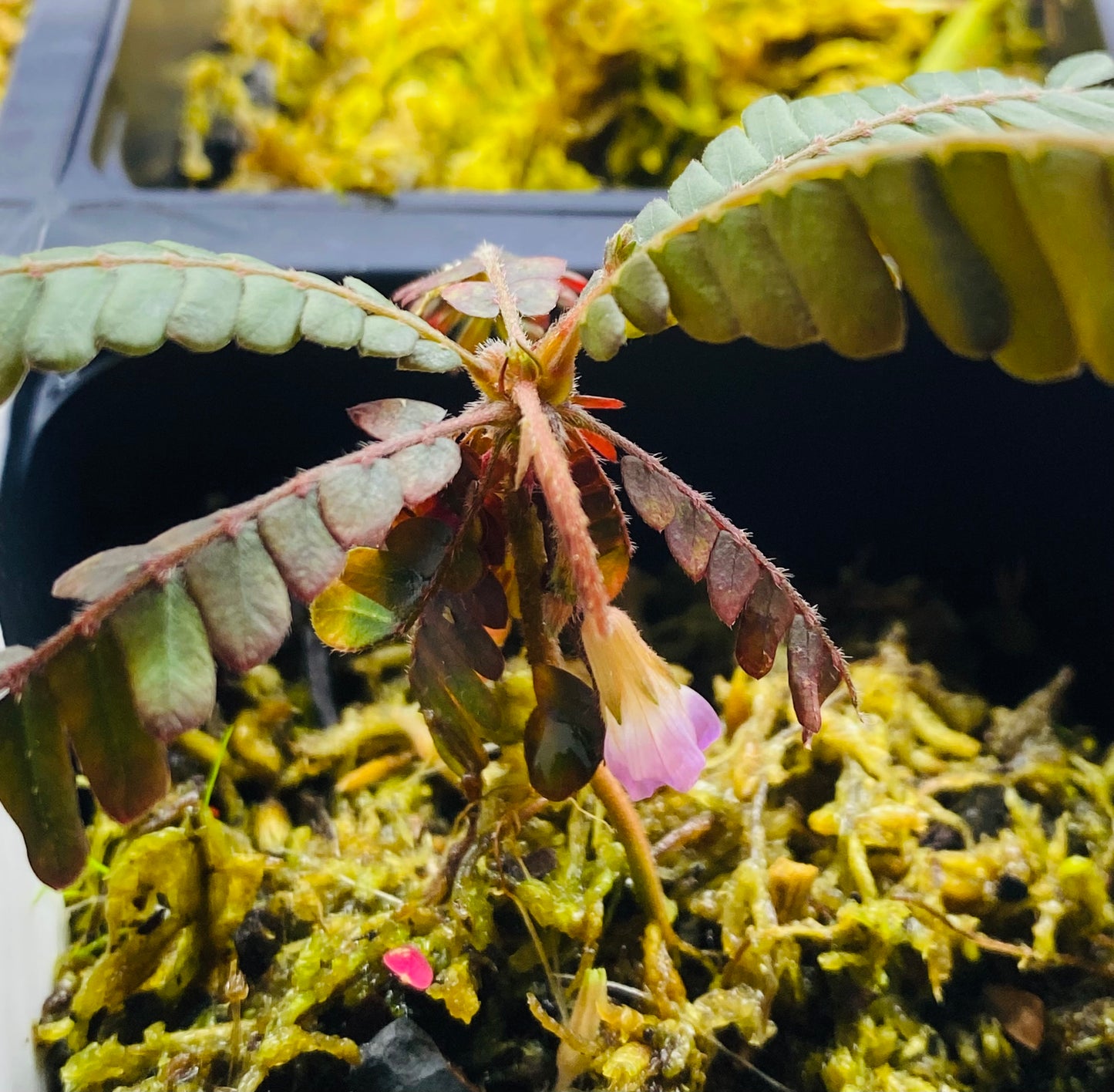 Biophytum sp. Ecuador