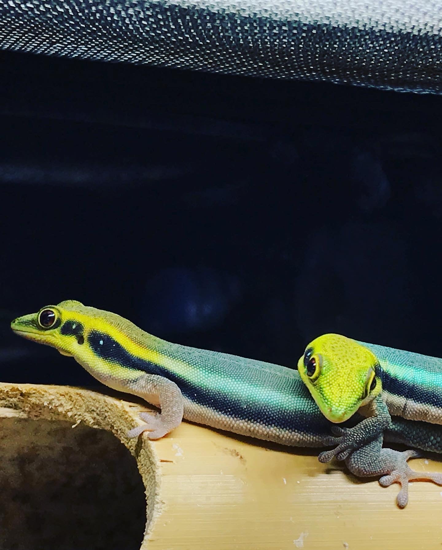 Neon Day Gecko ( Phelsuma klemmeri)