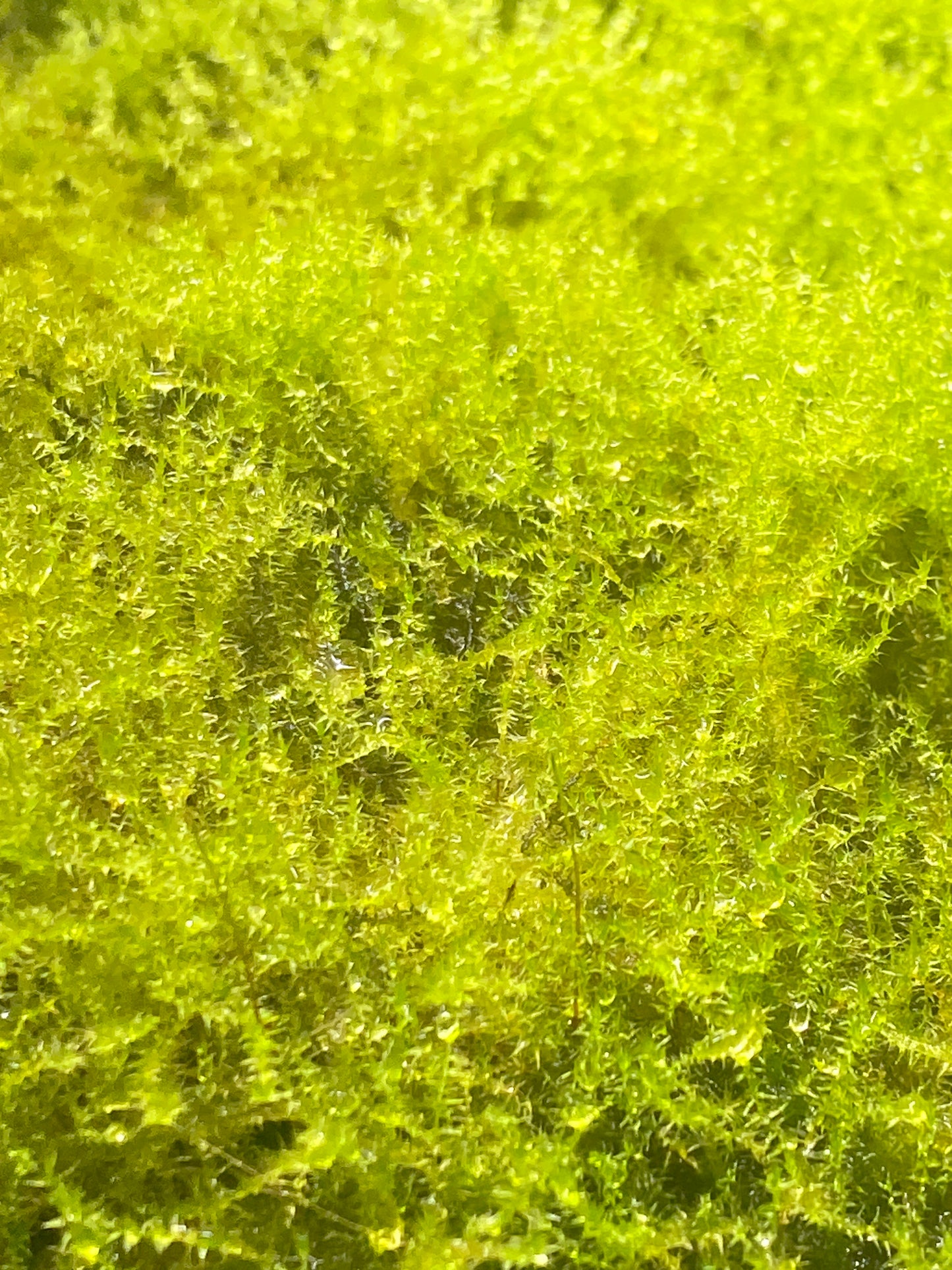 Leptodictyum Riparium Moss ~4”x4” mat