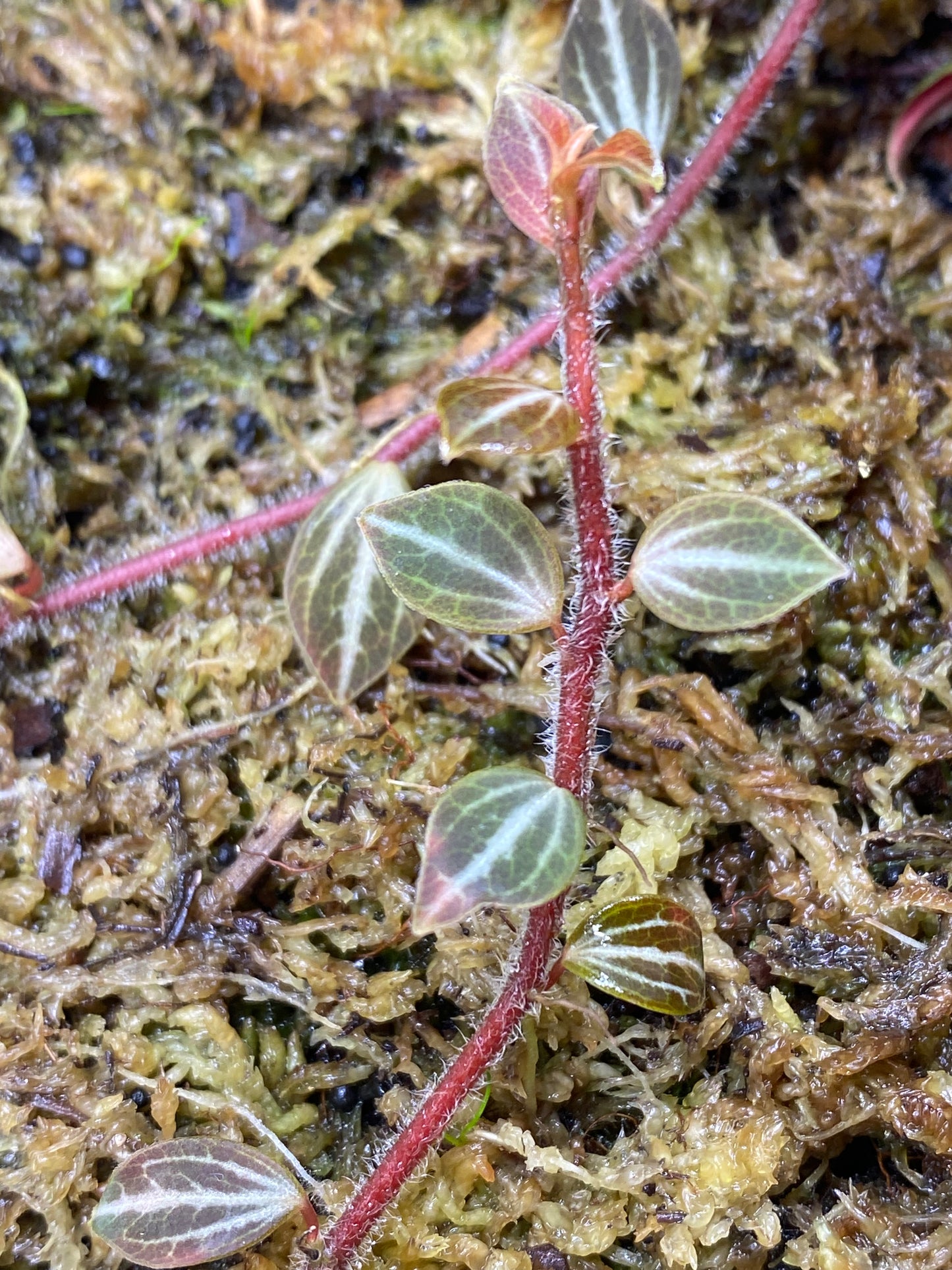 Peperomia aff Bicolor Ecuador