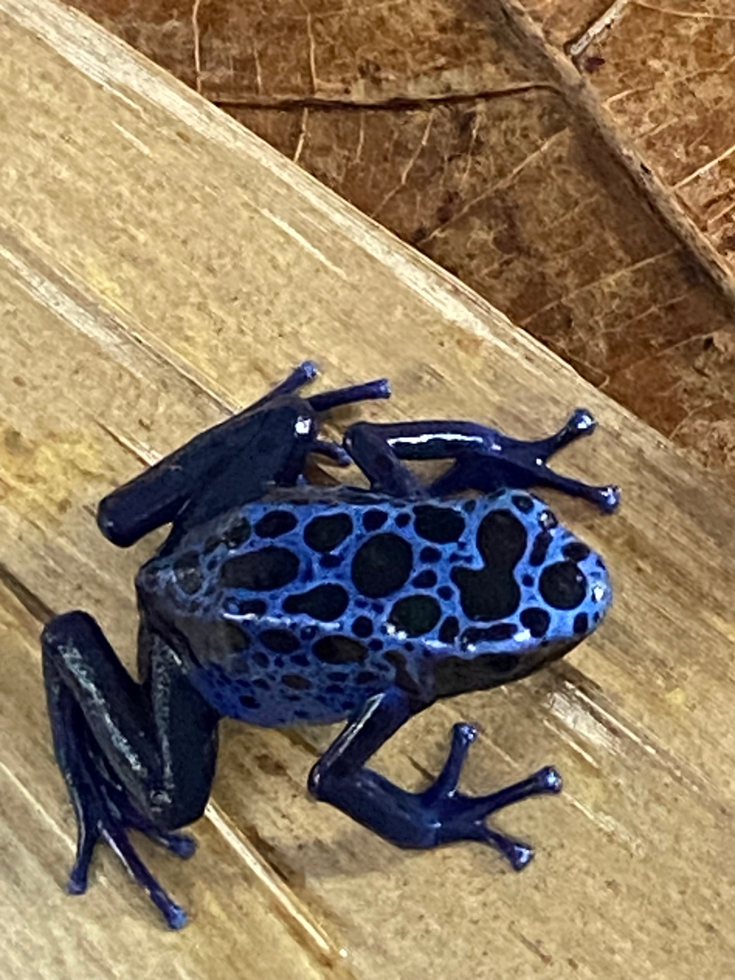 Dendrobates tinctorius “azureus”
