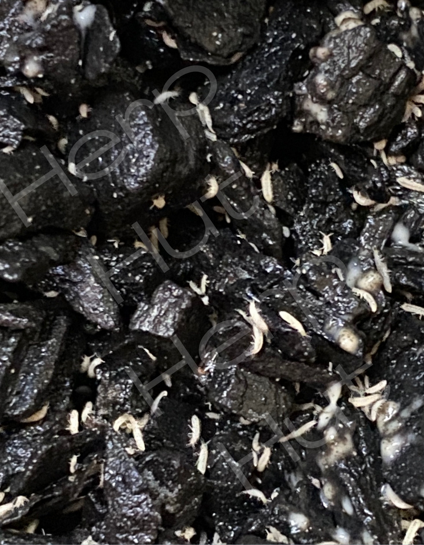 Temperate White Springtails ( Folsomia candida sp). - 1 Culture