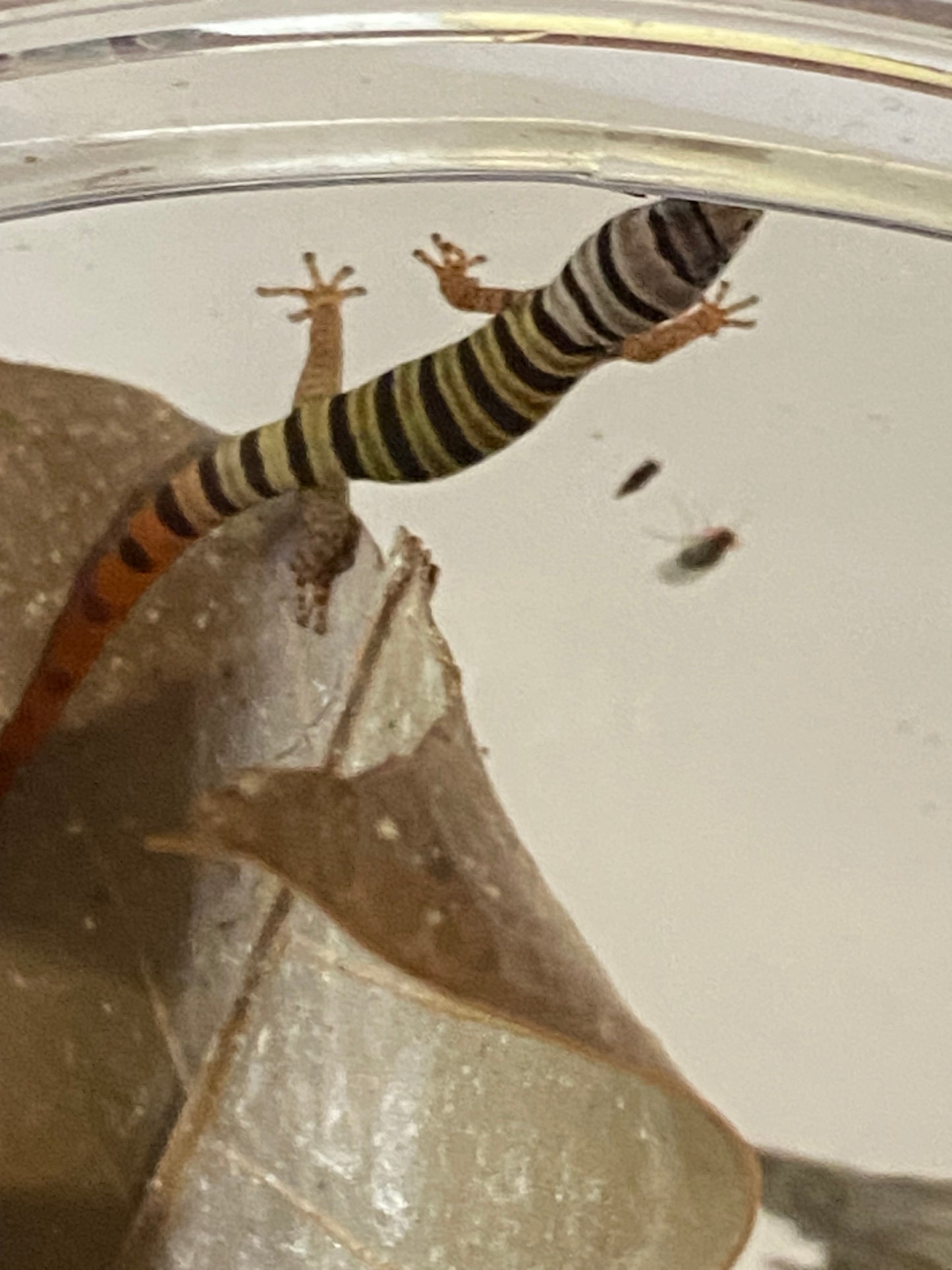 Elegans (Sphaerdactylus Elegans)
