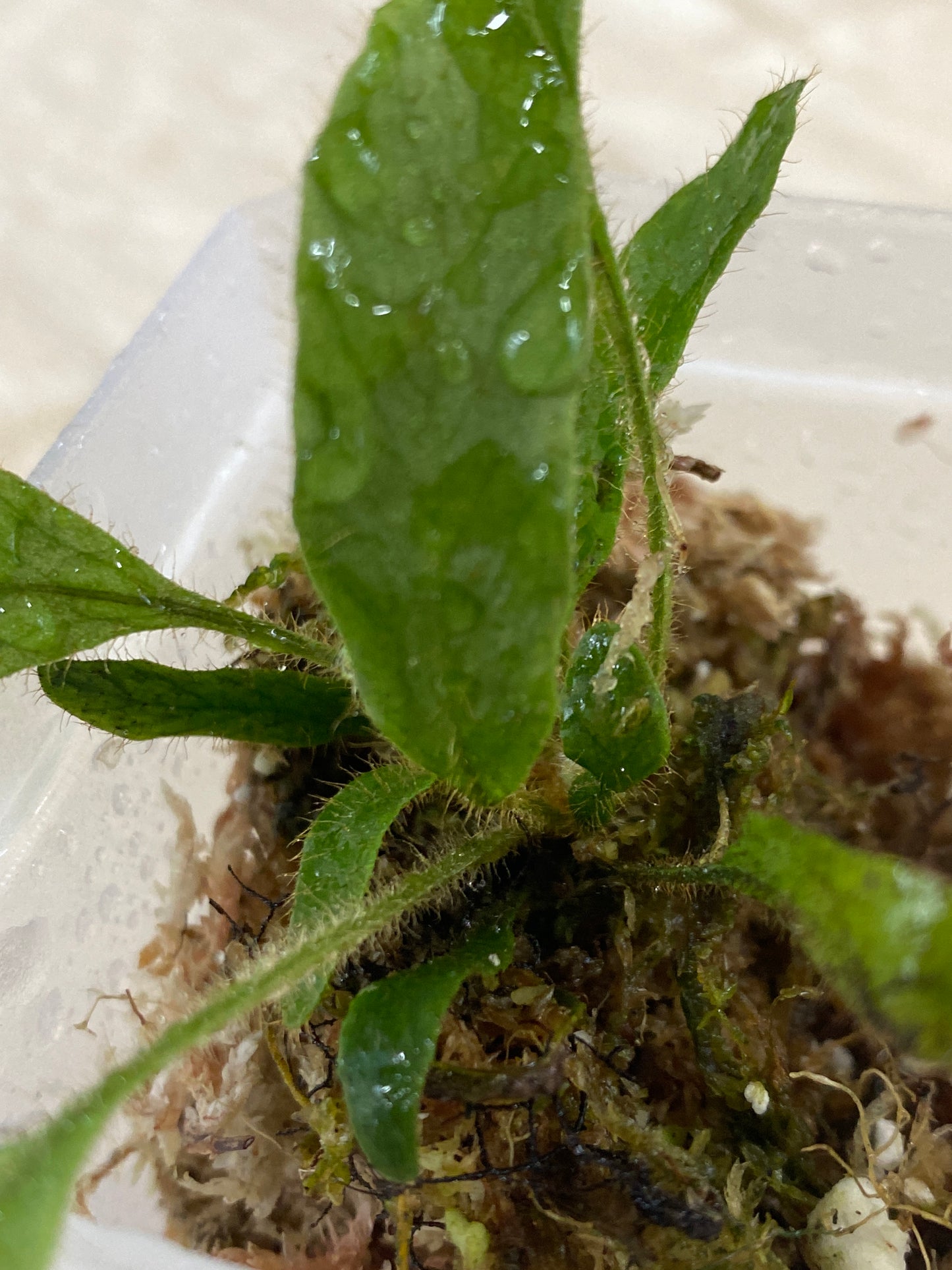 Elaphoglossum aff. crinitum "Central Peru"