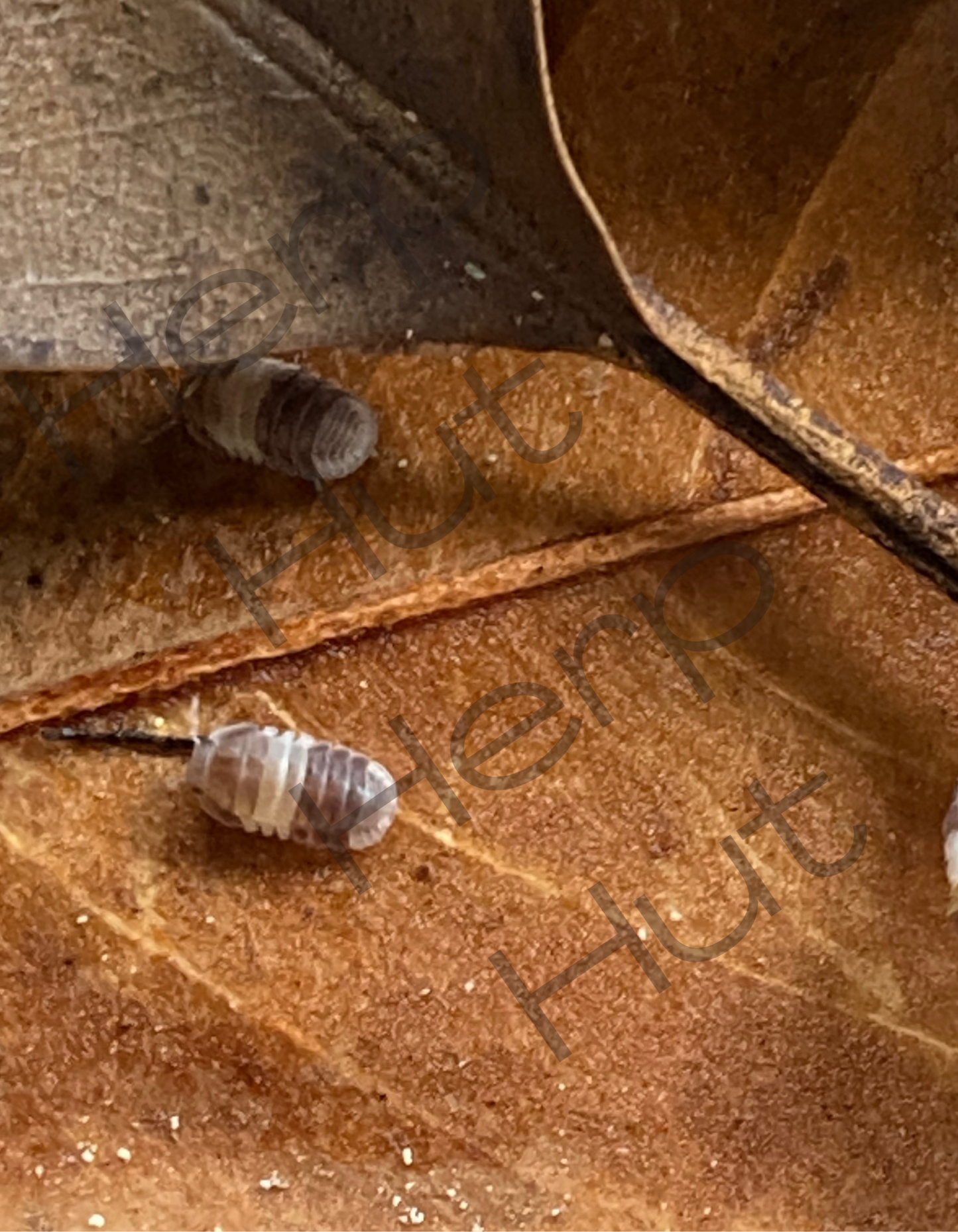 Panda King (Cubaris sp.) Isopods