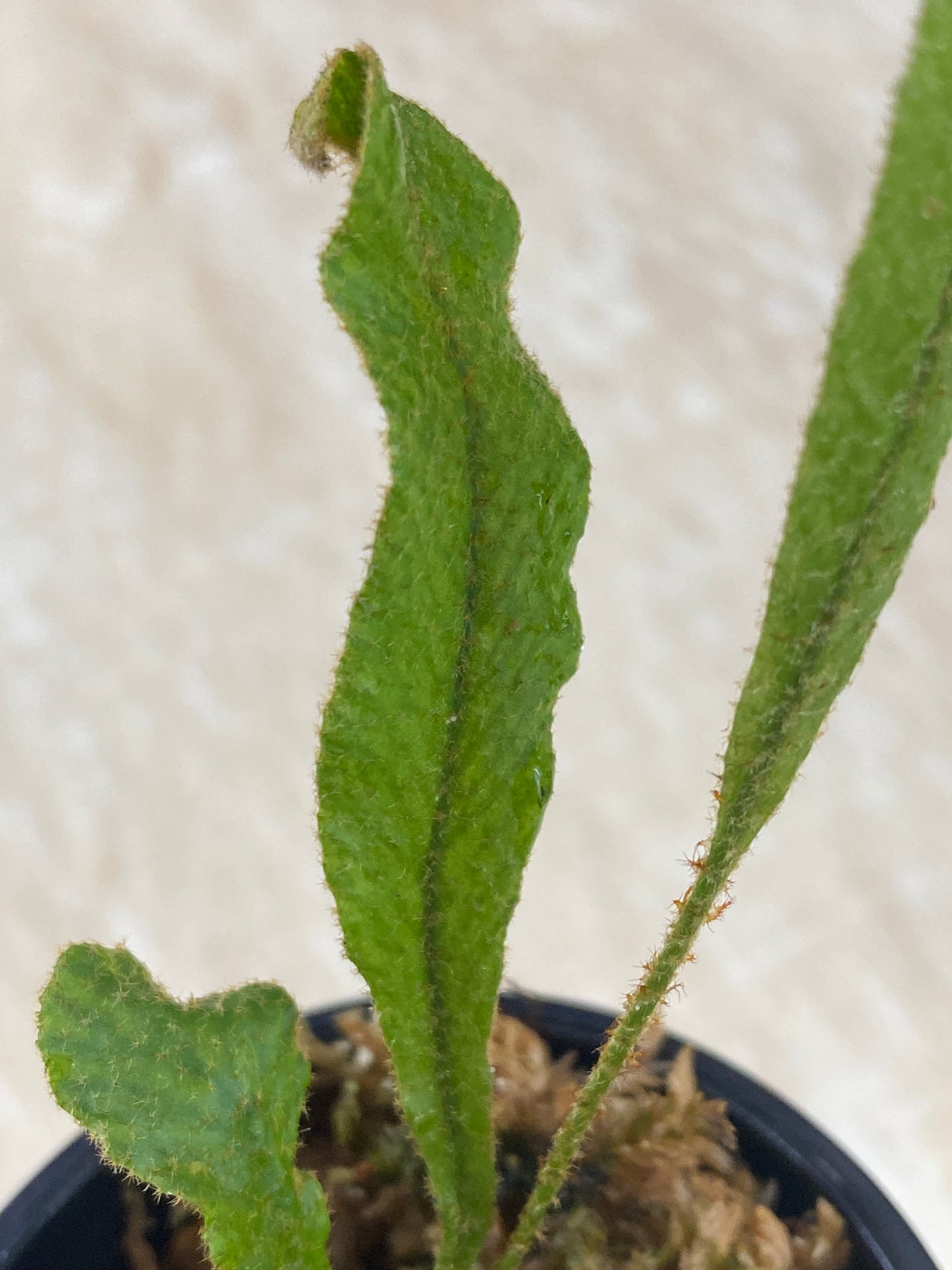 Elaphoglossum aff. Muscosum