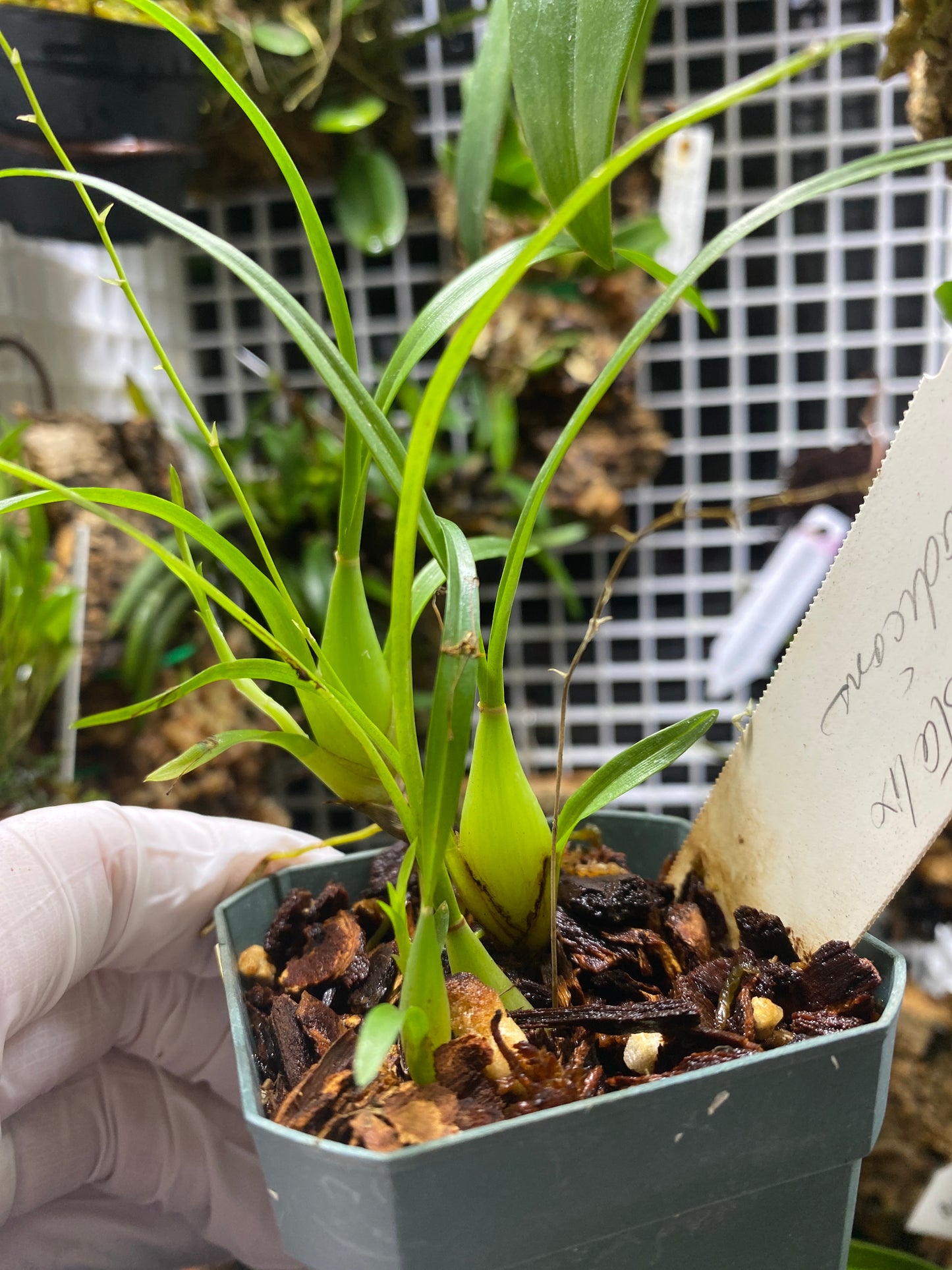 Sigmatostalix radicans