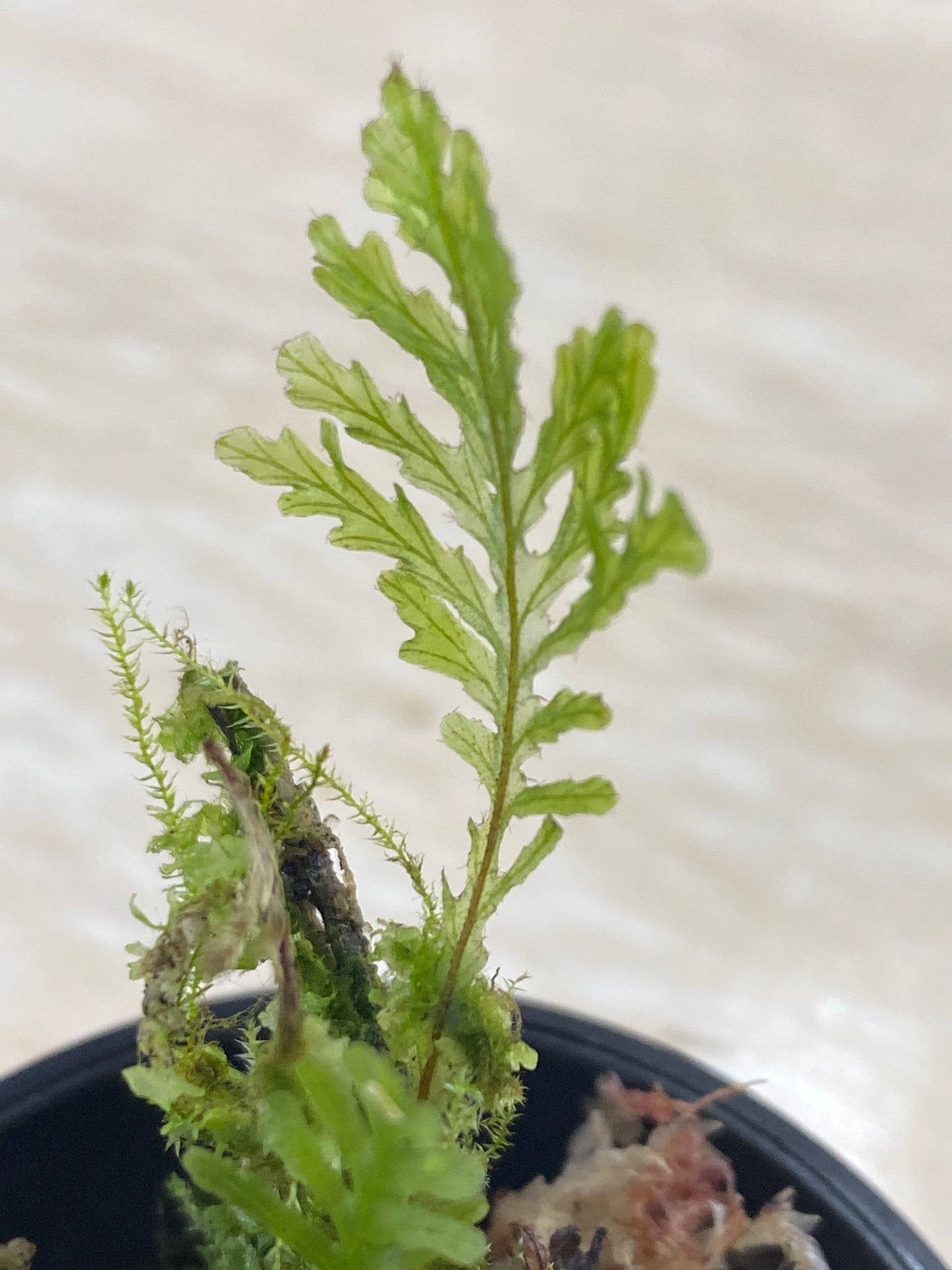 Hymenophyllum sp. Ecuador (Polypodoides)