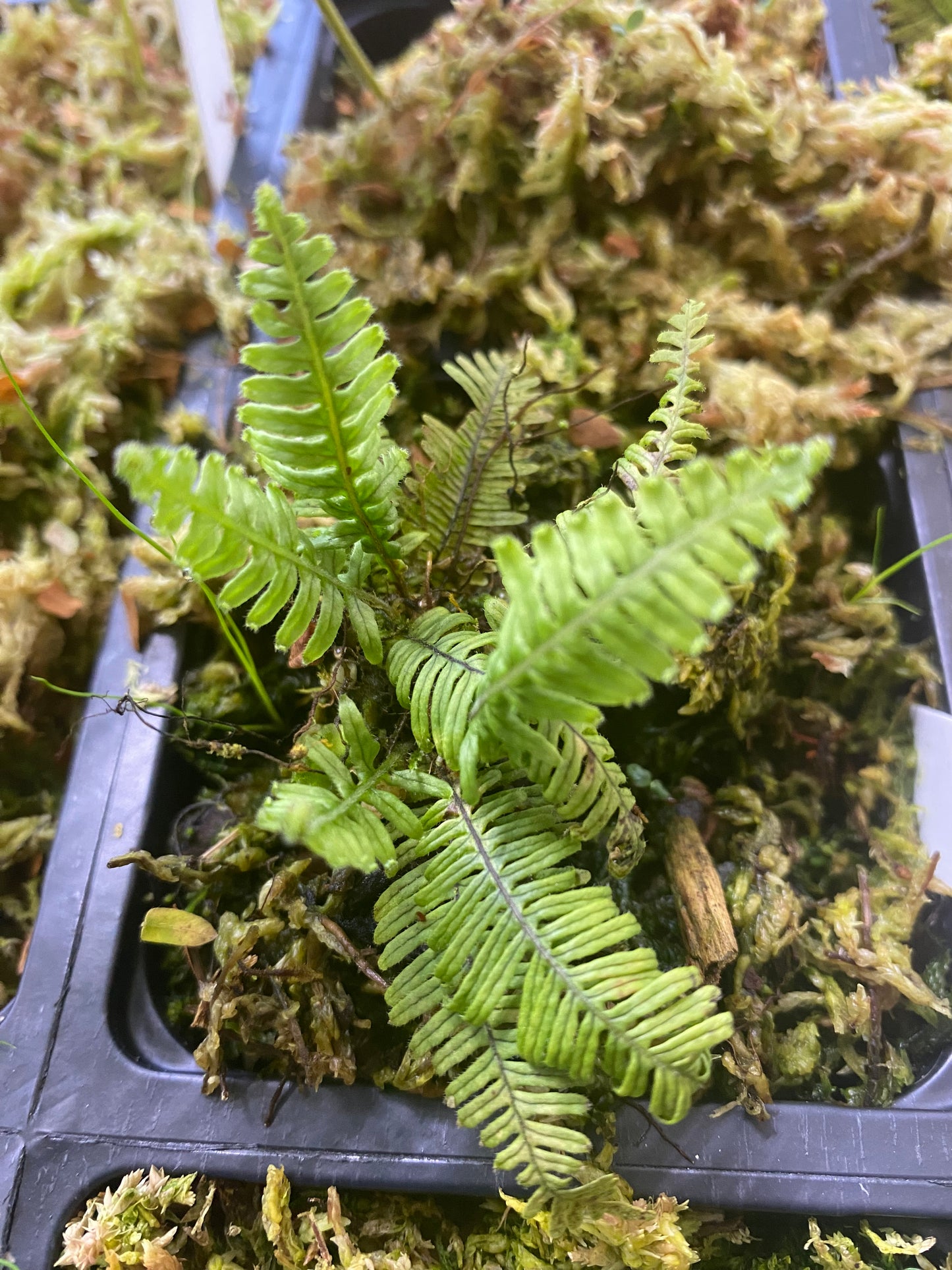 Pecluma aff Filicula