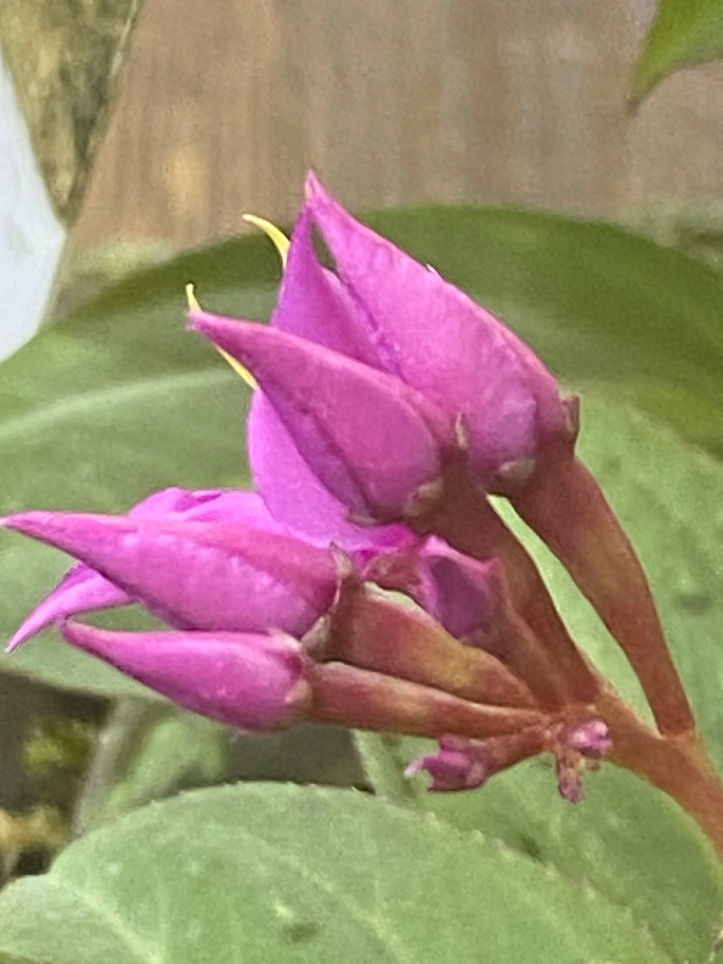 Soneralia Cantonensis