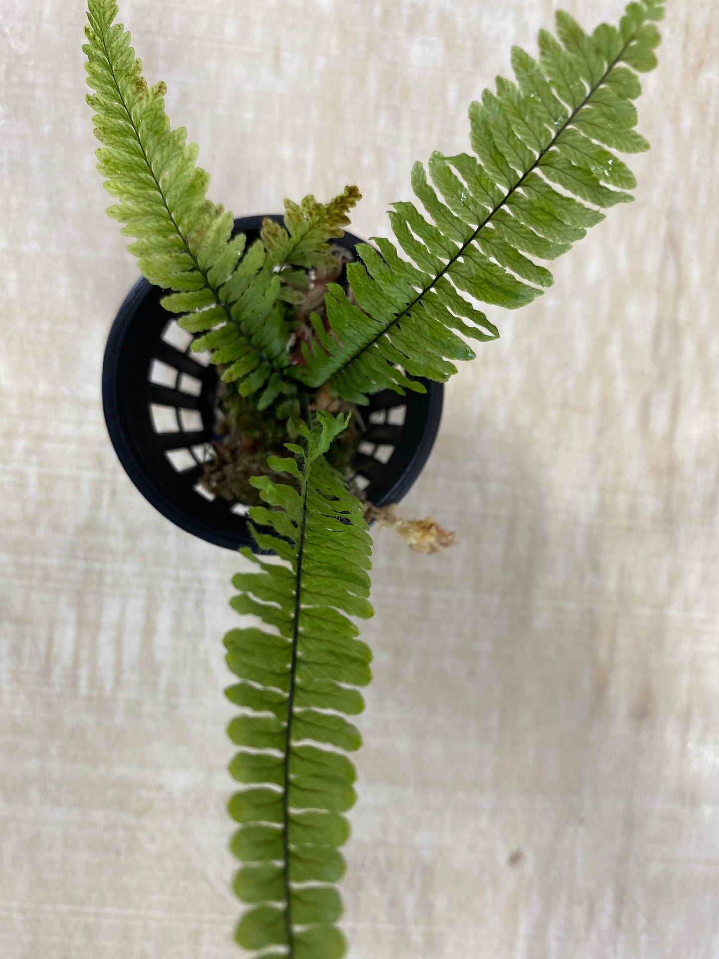 Pecluma sp. (Northern Peru)