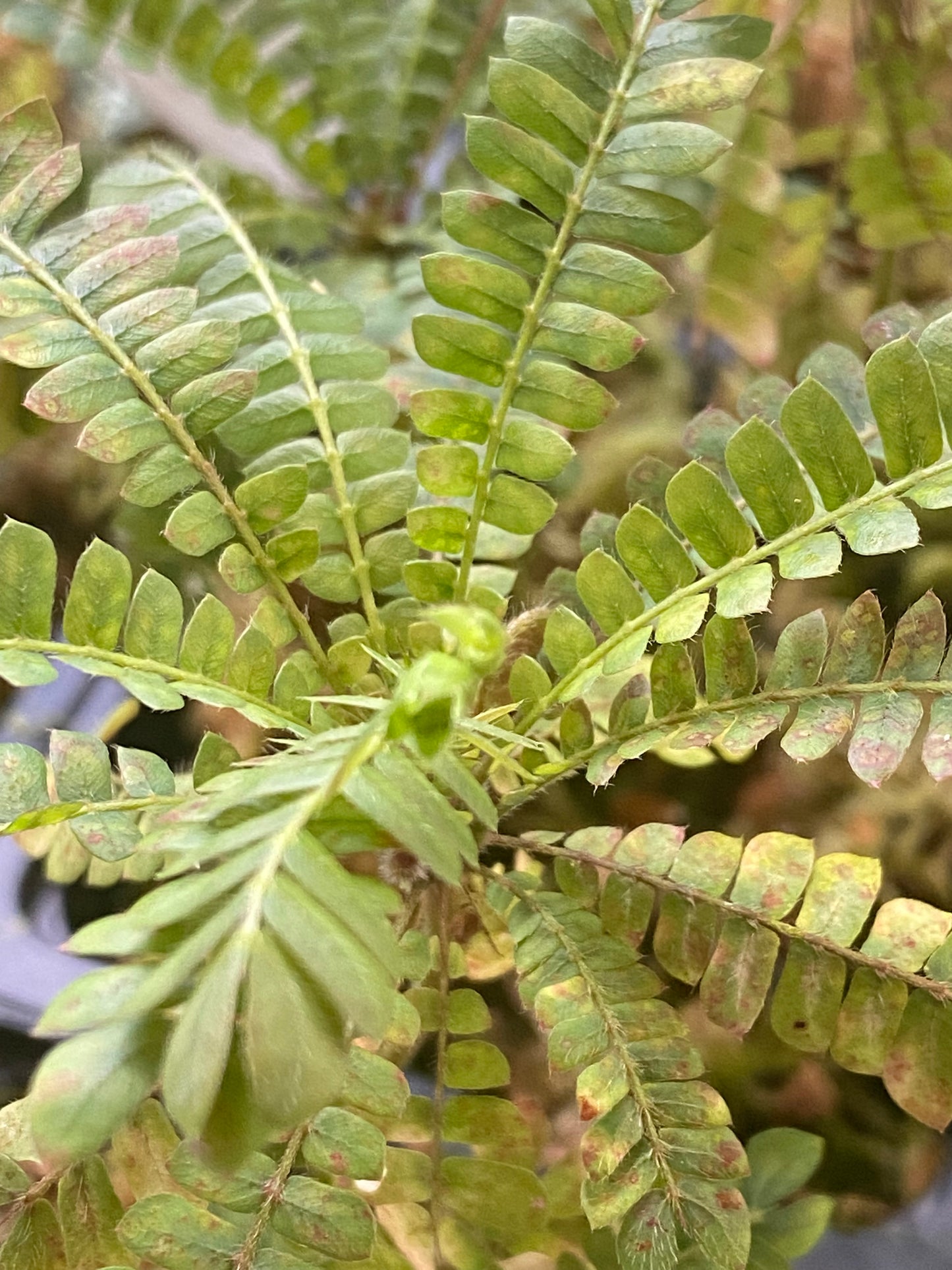 Biophytum sensitivum