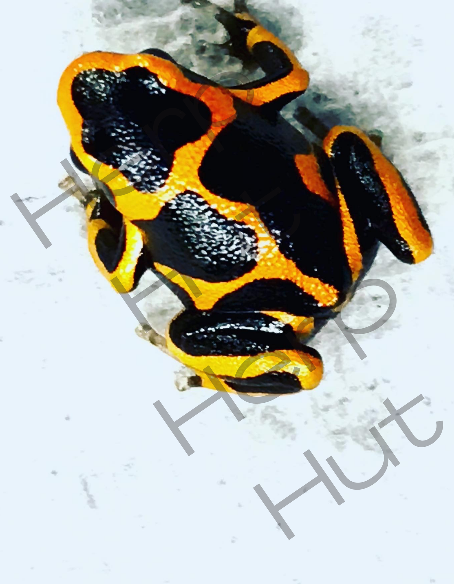 Ranitomeya summersi