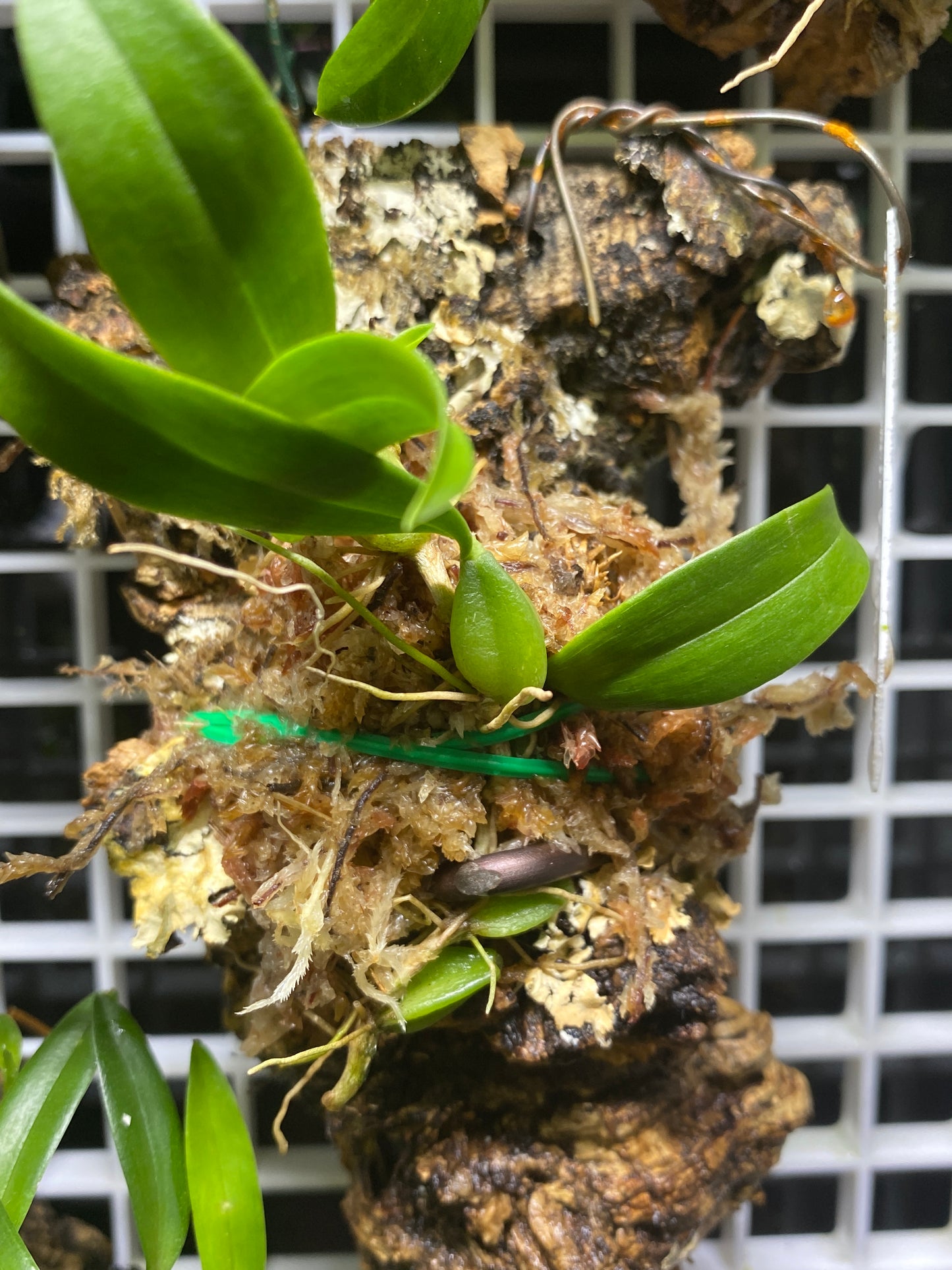 Bulbophyllum maquilingense- mount