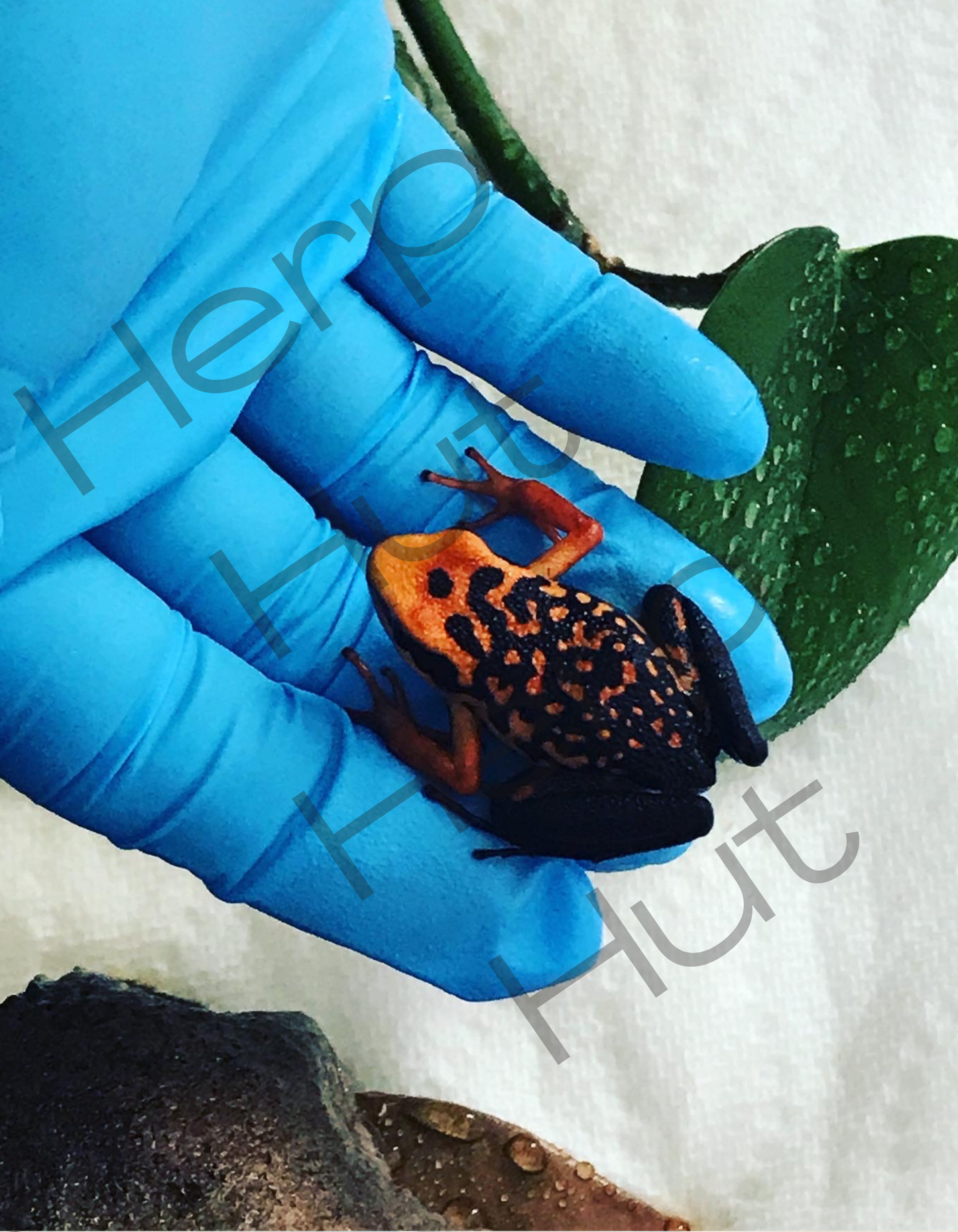 Ammerega Silvertonei