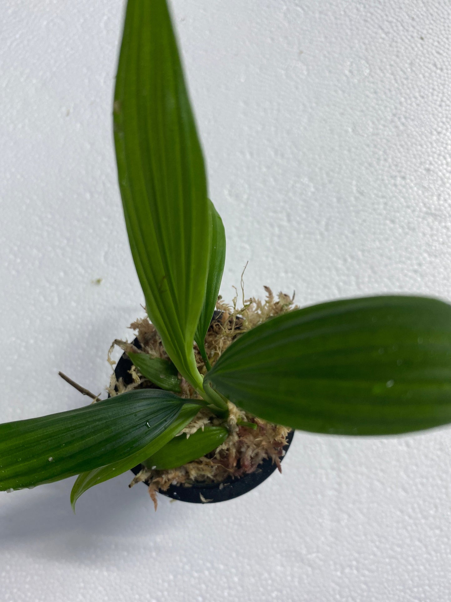 Dicranopygium sp. "Tarapoto"