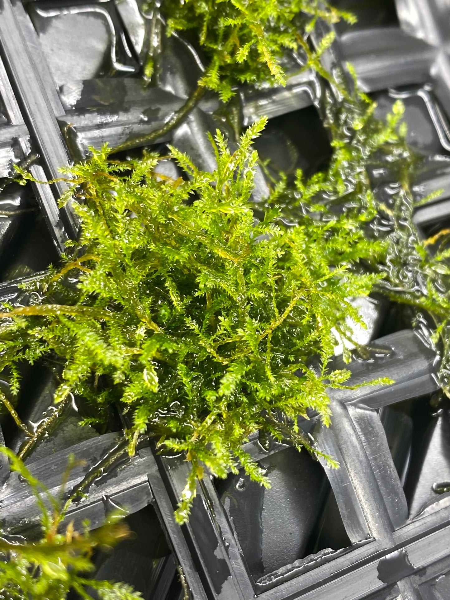 Taxiphyllum barbieri "Bogor Moss" (Java moss)