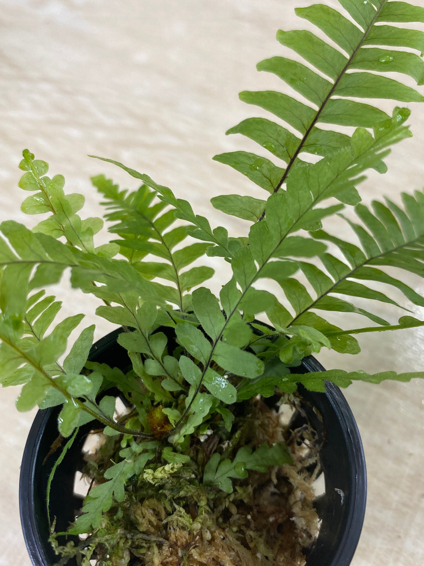 Polypodium sp. Northern Peru
