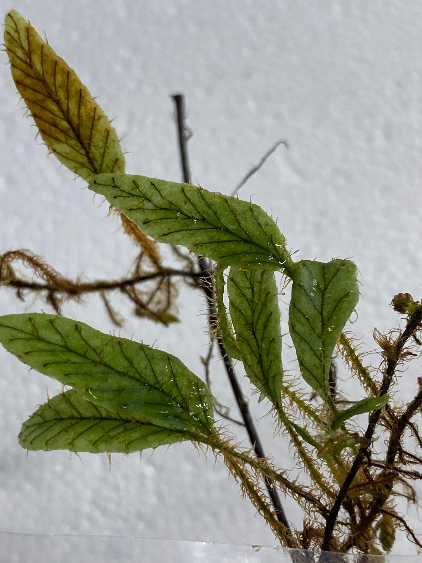 Elaphoglossum sp. "Striped"