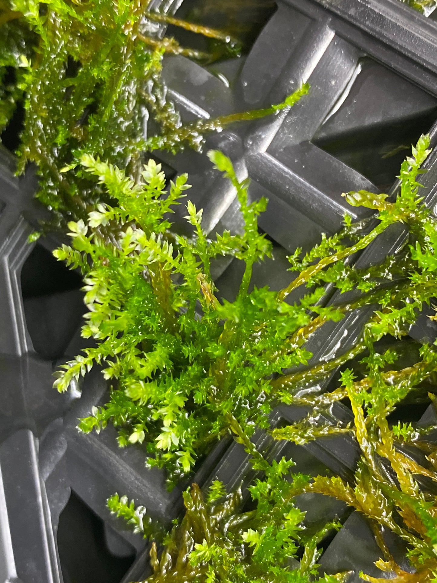 Vesicularia ferriei "Weeping Moss"- aprox 4x4” mat