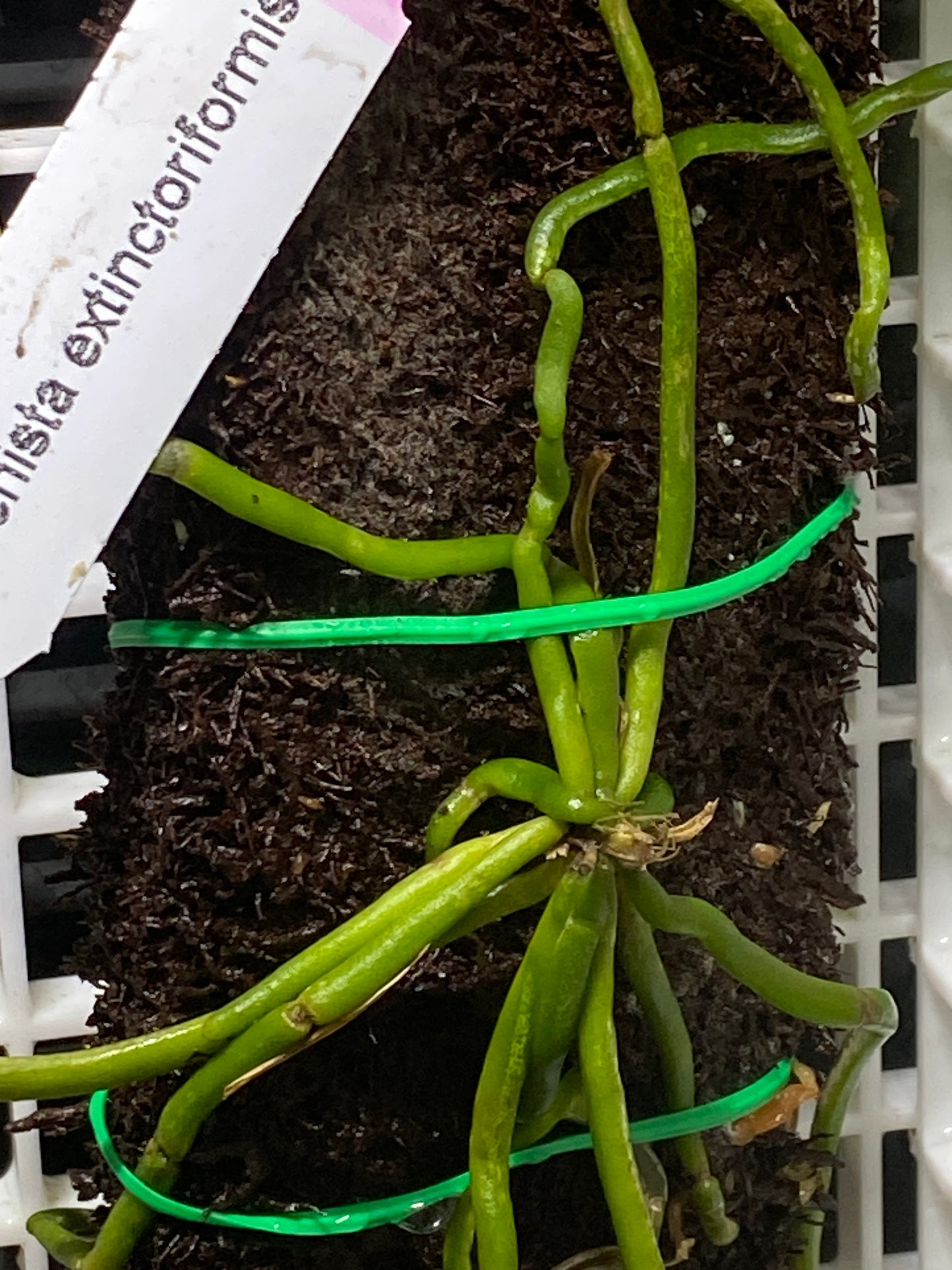 Chiloschista extinctoriformis