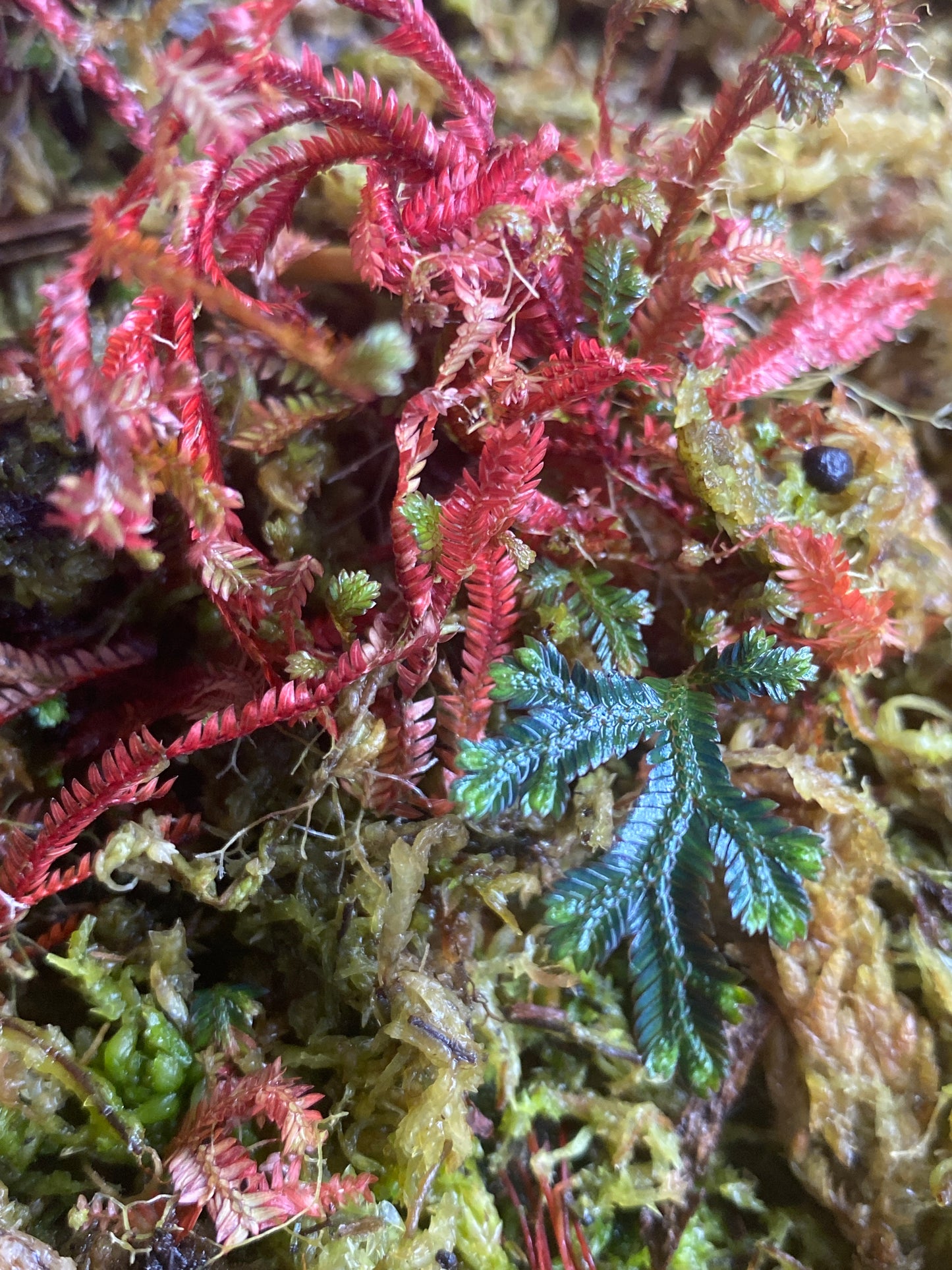 Selaginella erythropus "Ruby Red"