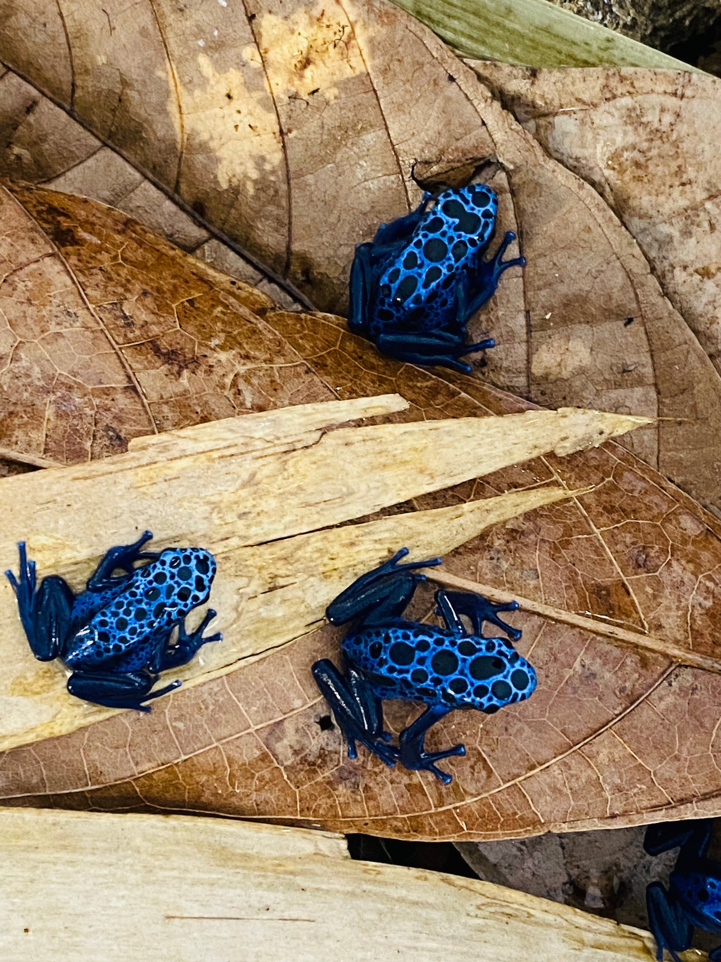 Dendrobates tinctorius “azureus”