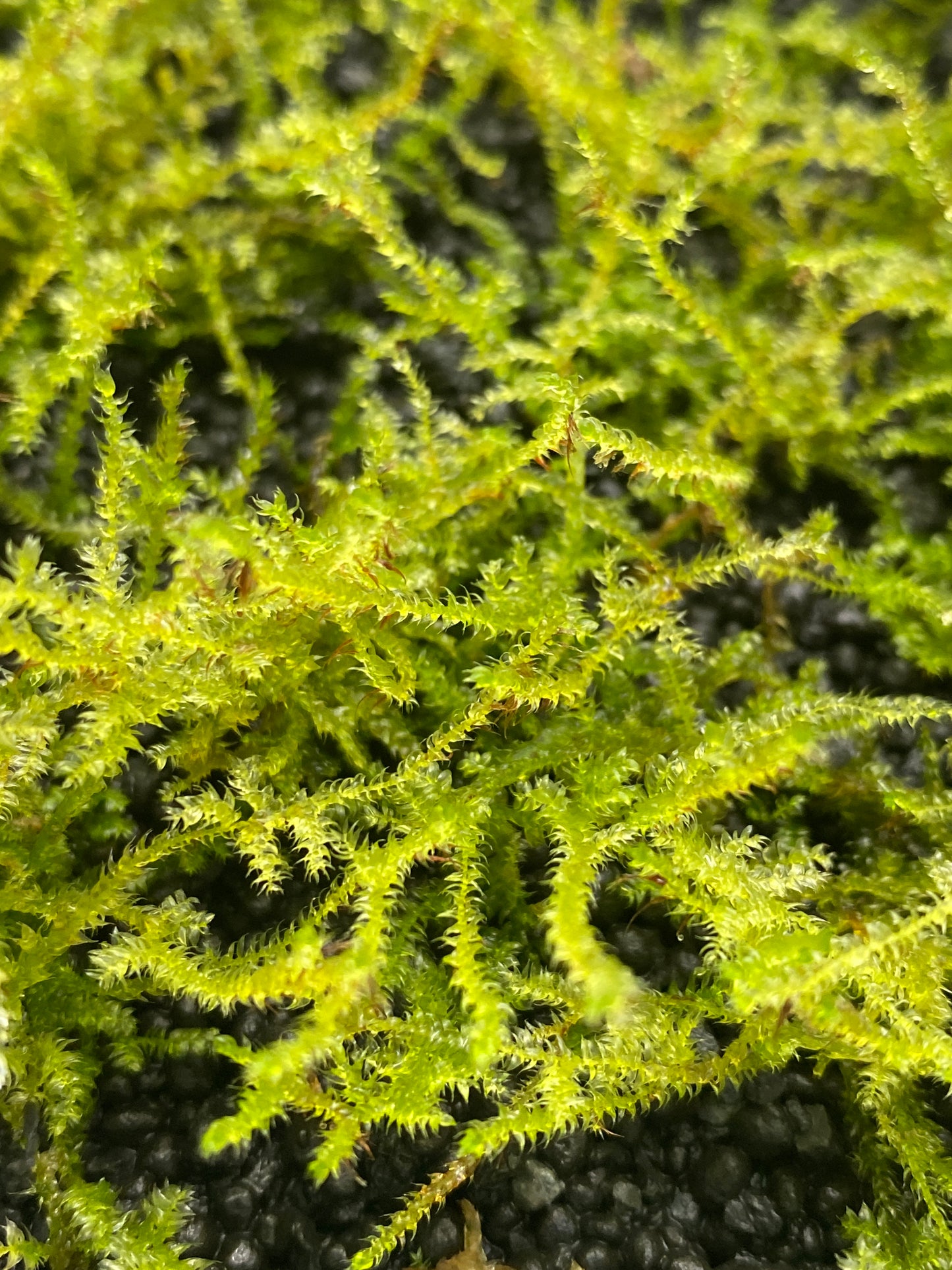 Vesicularia montagnei "Christmas Moss"- aprox 4x4” mat