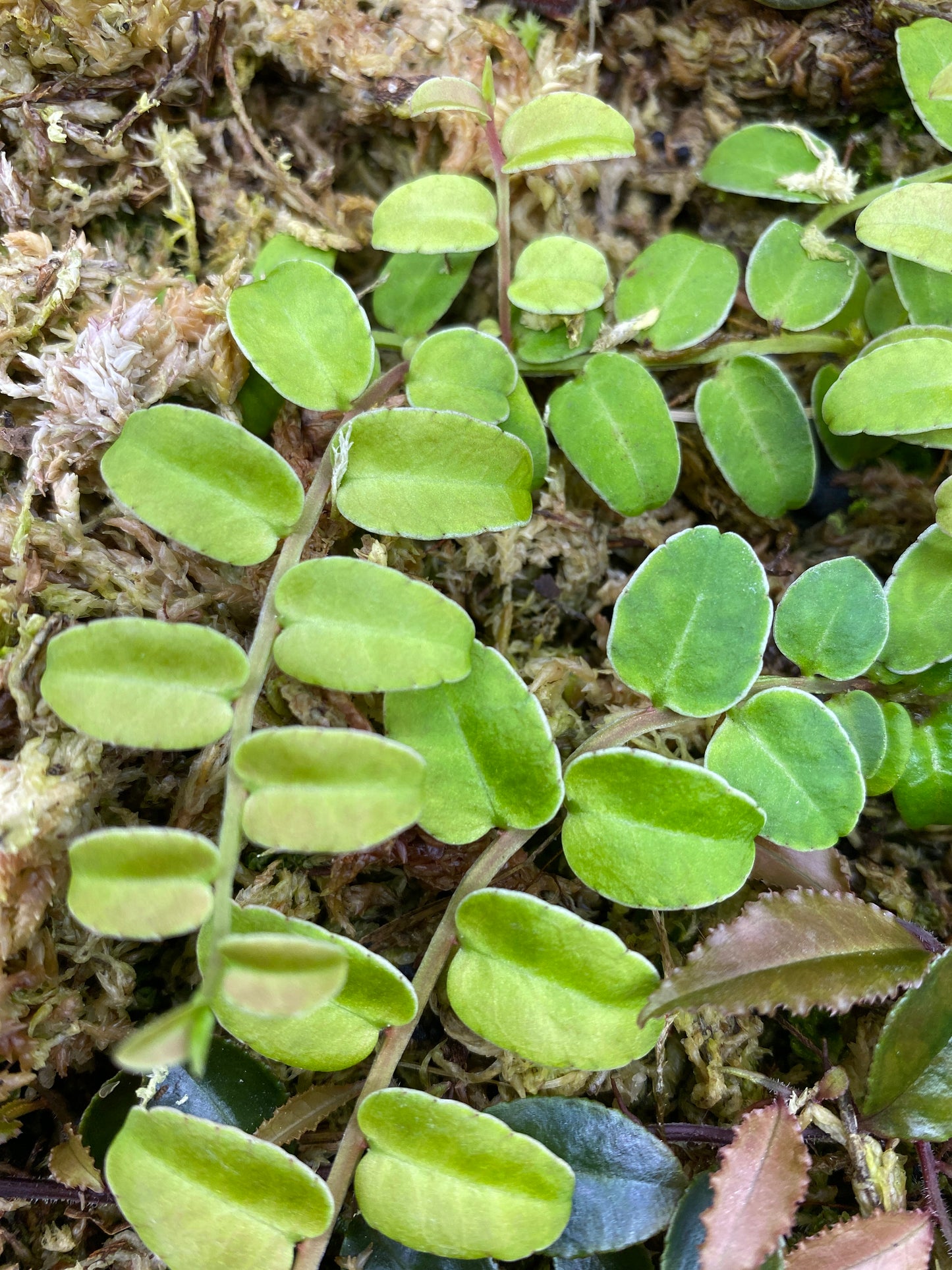 Marcgravia "White Margin Ecuador"