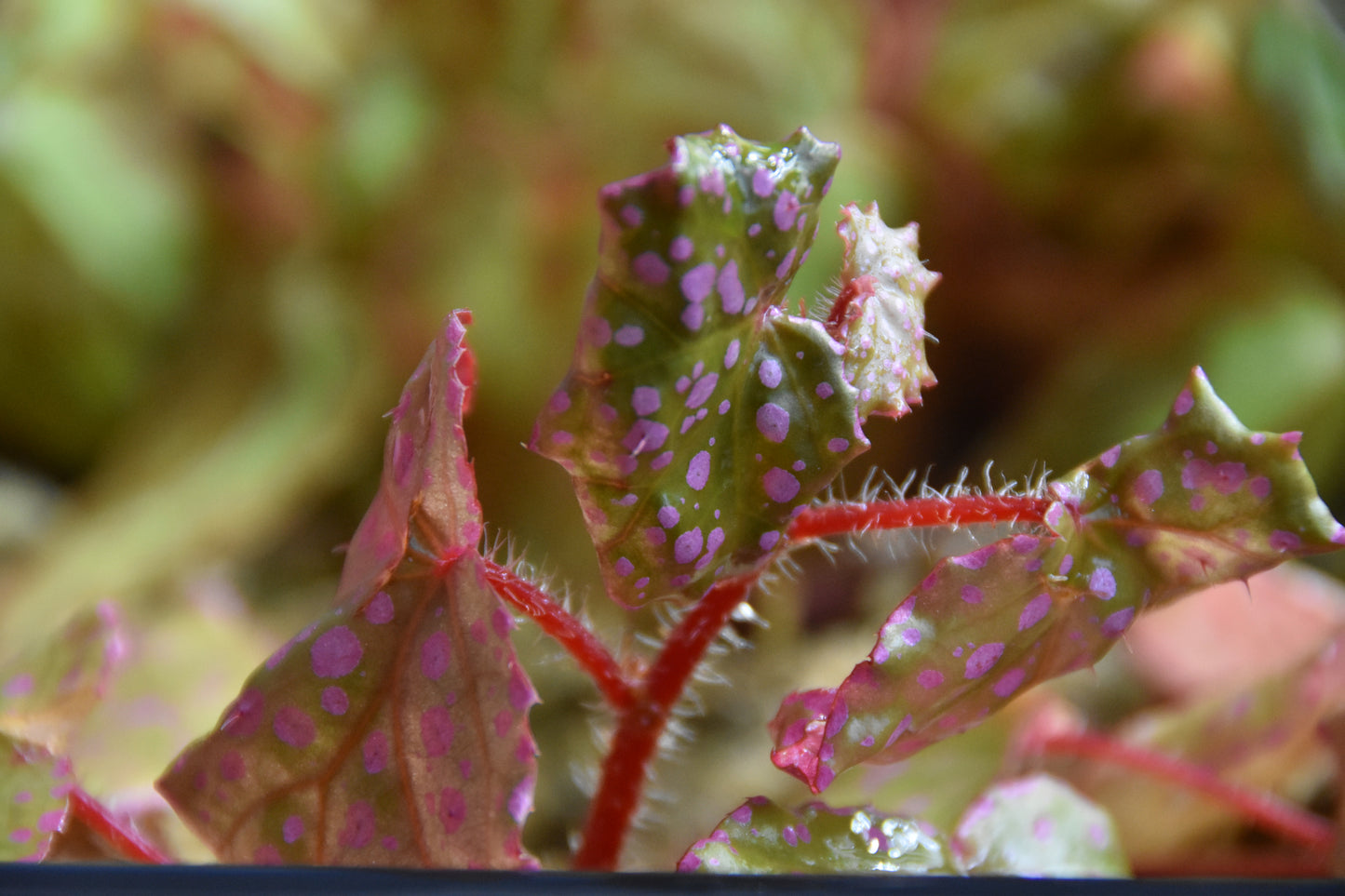 Begonia sp. Maura Wahua
