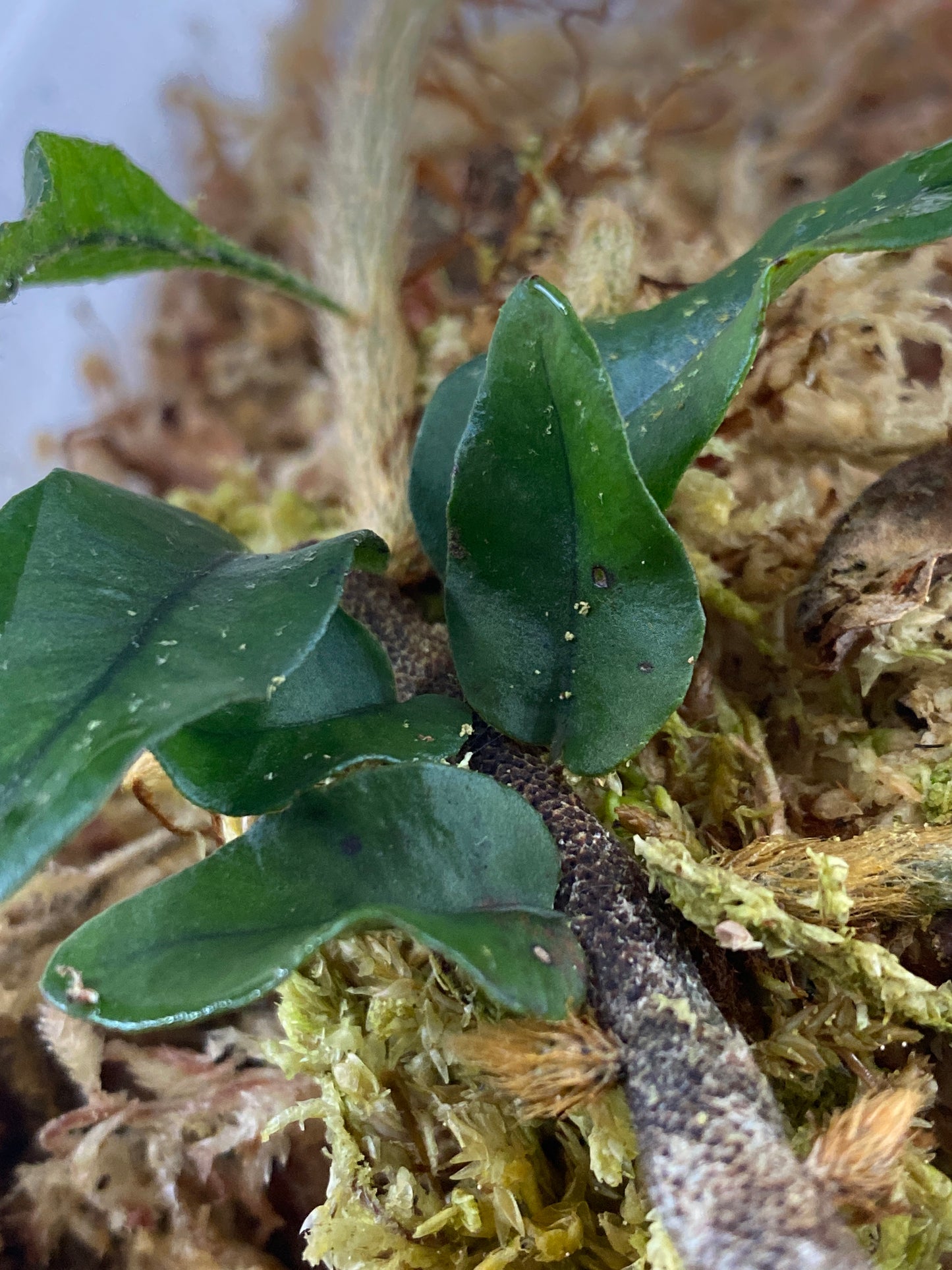 Microgramma vaccinifolia