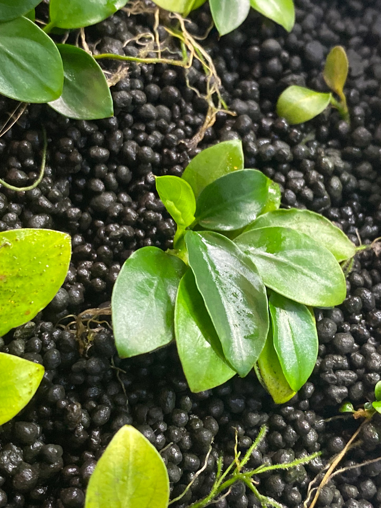 Anubias Bartering Anan