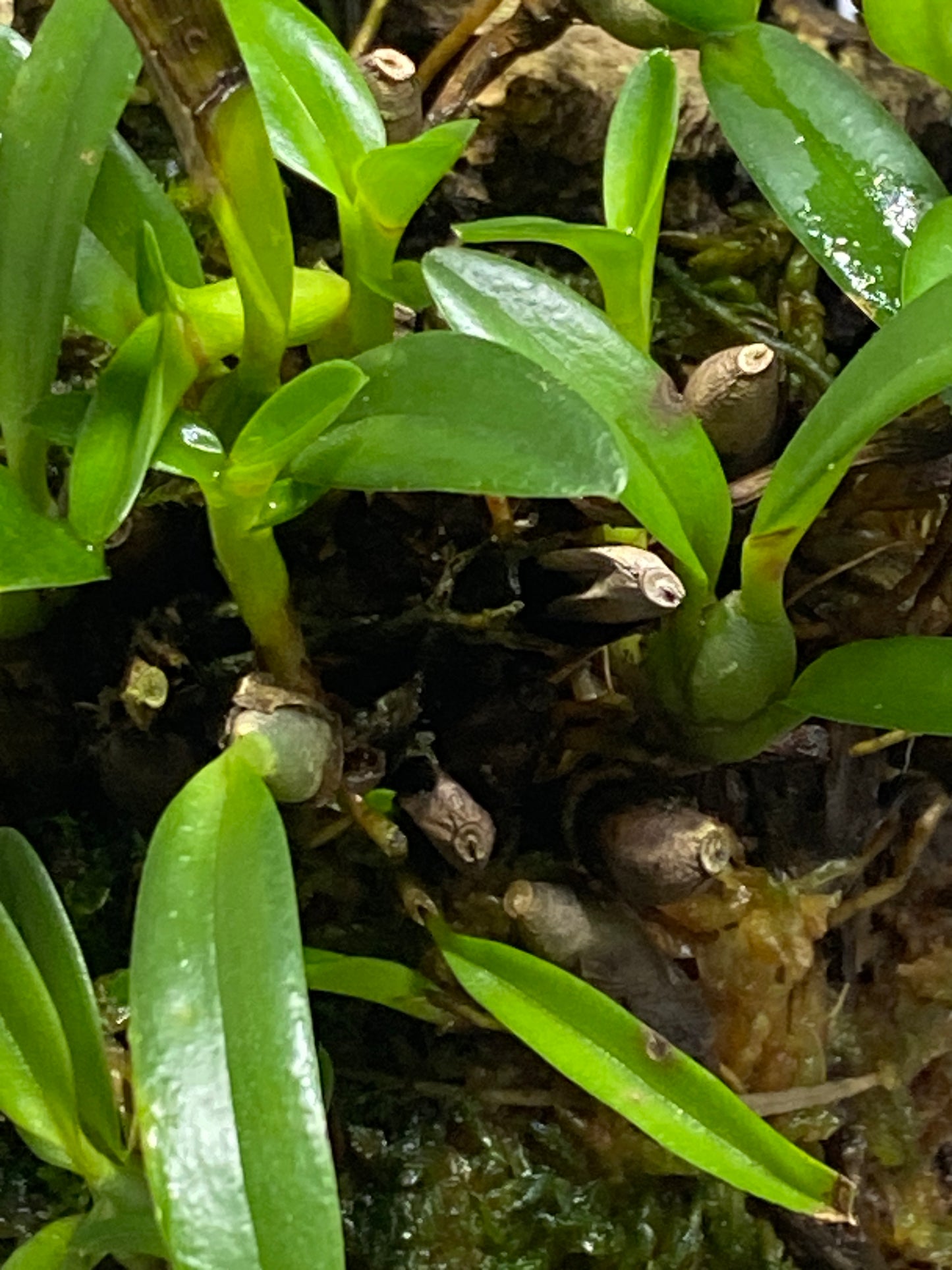 Maxillaria sophronitis- mount