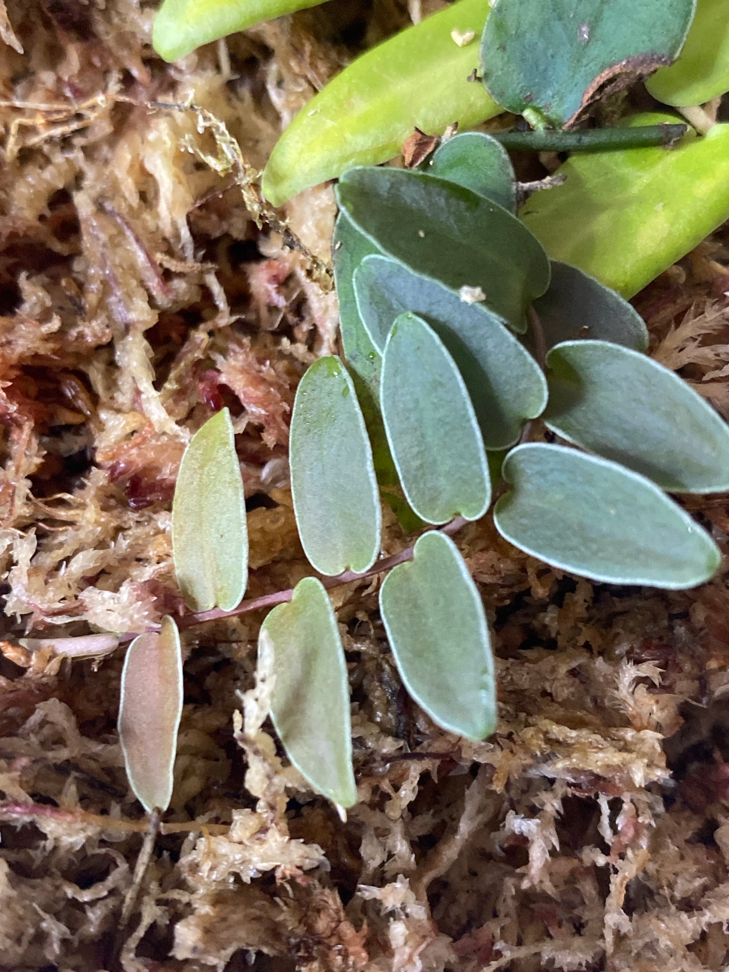 Marcgravia sp. "White Margin Colombia"