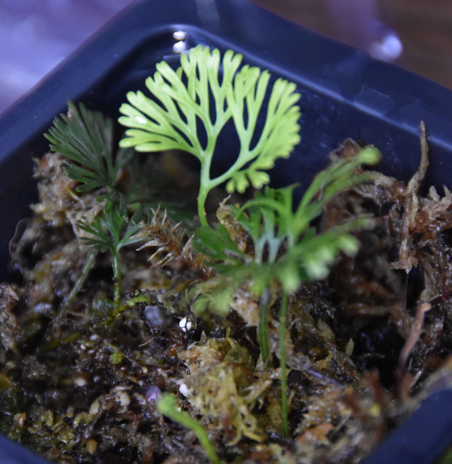 Elaphoglossum Peltatum "Enano-Peru"