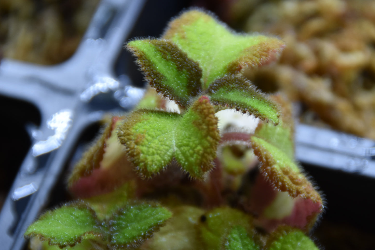 Episcia pink panther