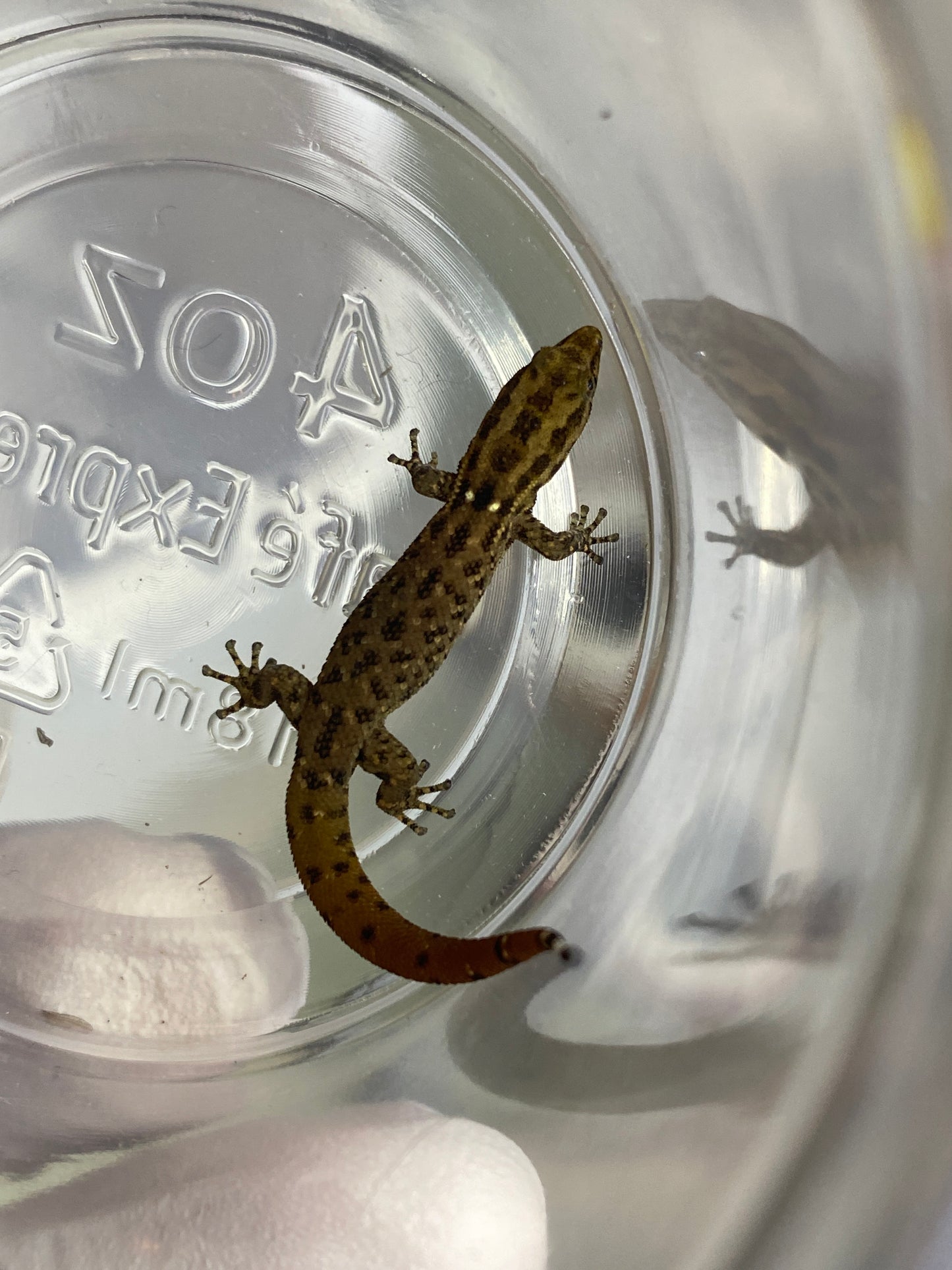 Sphaerodactylus Diffiilus Diolenius