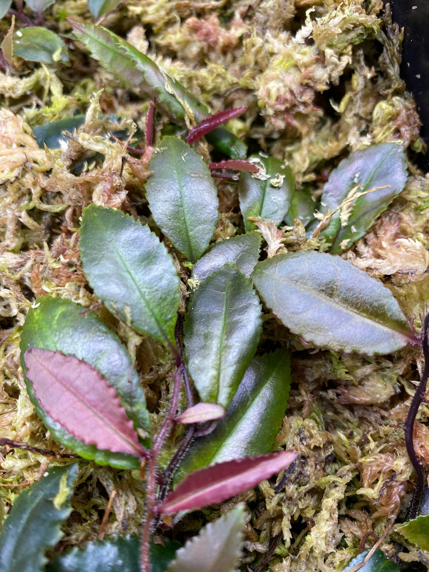 Marcgravia sp. "Dark Serrated"