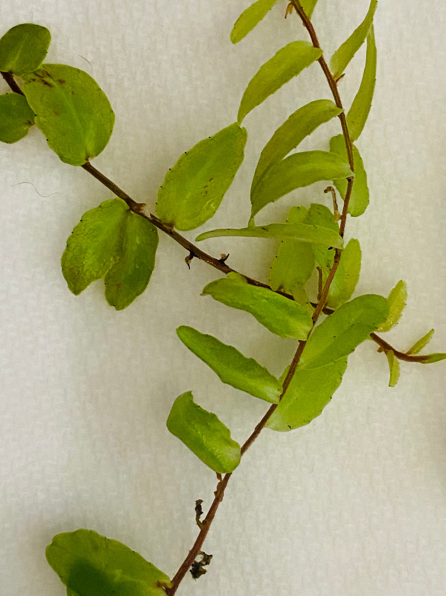 Marcgravia polyantha