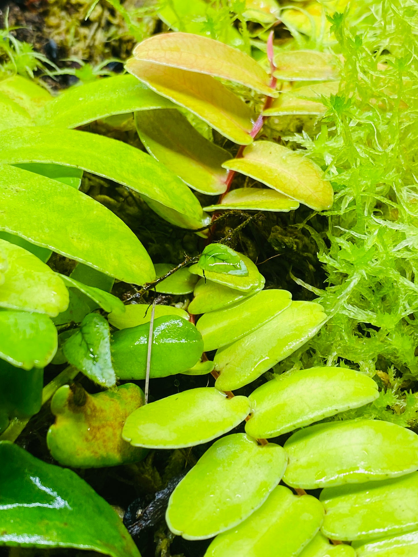 Marcgravia sintenisii