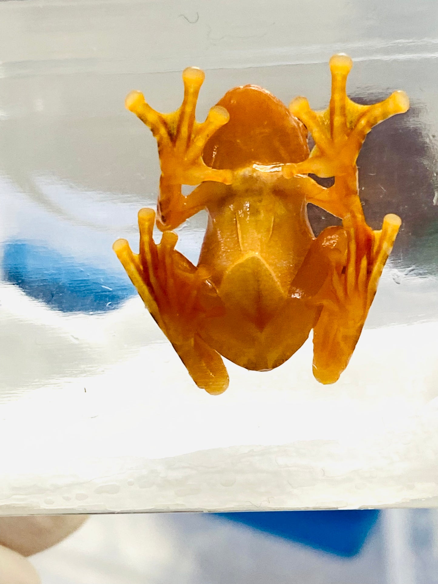 CB Wallaces Flying Froglets (Rhacophorus Nigropalmatus)