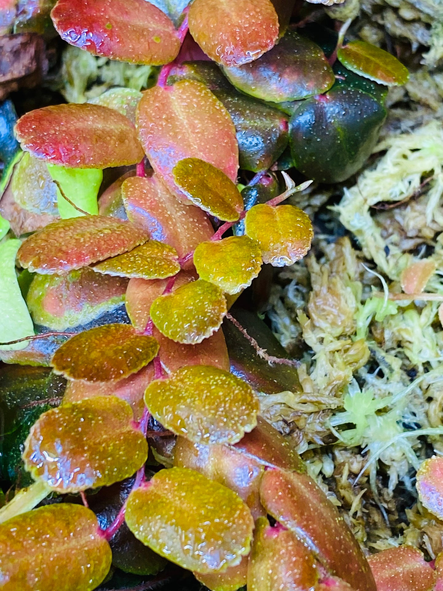 Marcgravia sp. "Burgundy/Brown"