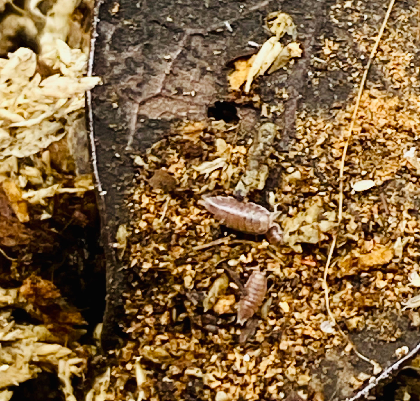 Dwarf Purple Isopods (Trichoniscus)