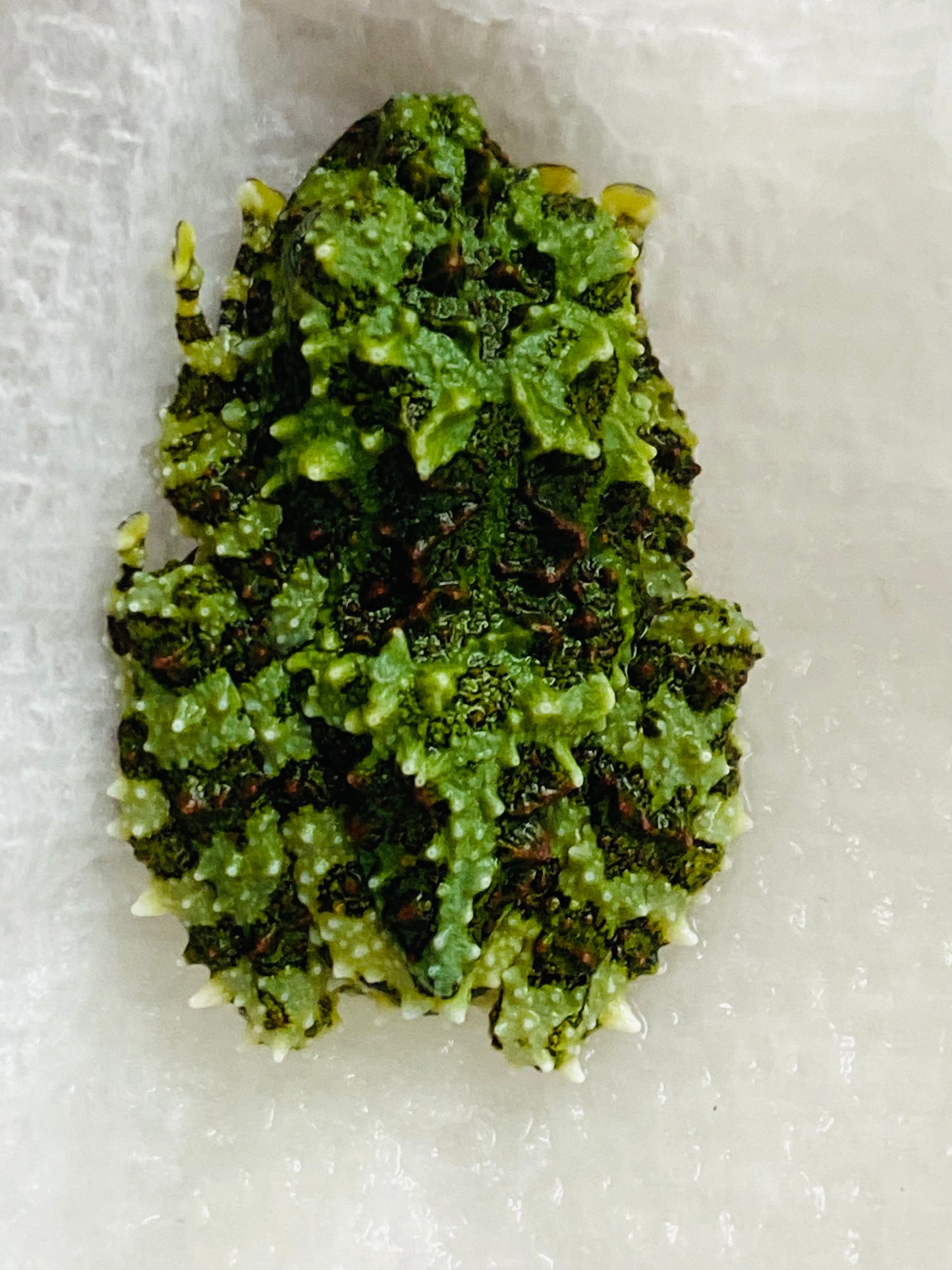 CB Vietnamese Mossy Froglets (Theloderma Cortical)