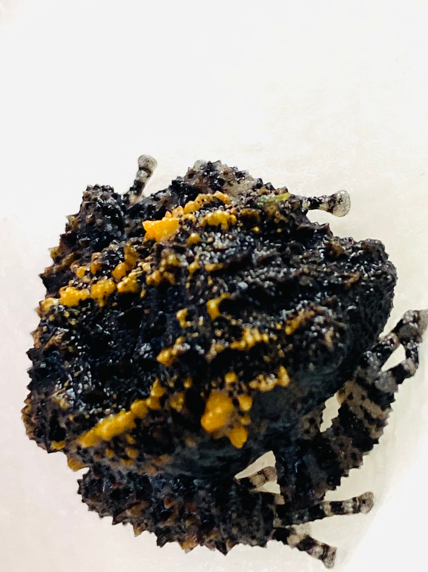 CB Lava Mossy Froglets (Theloderma Gordoni)