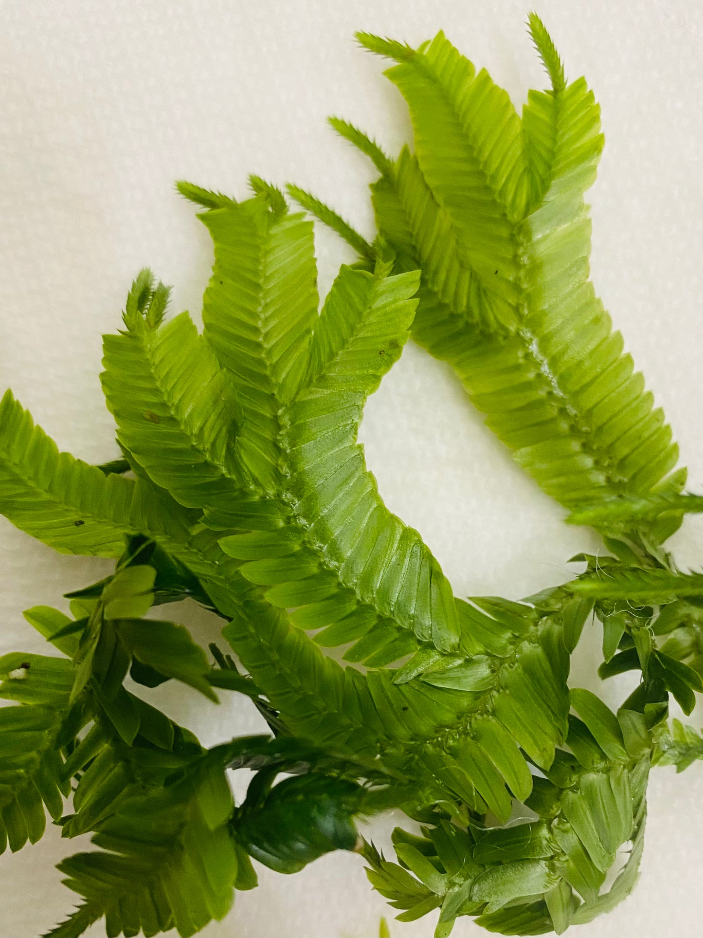 Selaginella truncata 'Saposa' B107