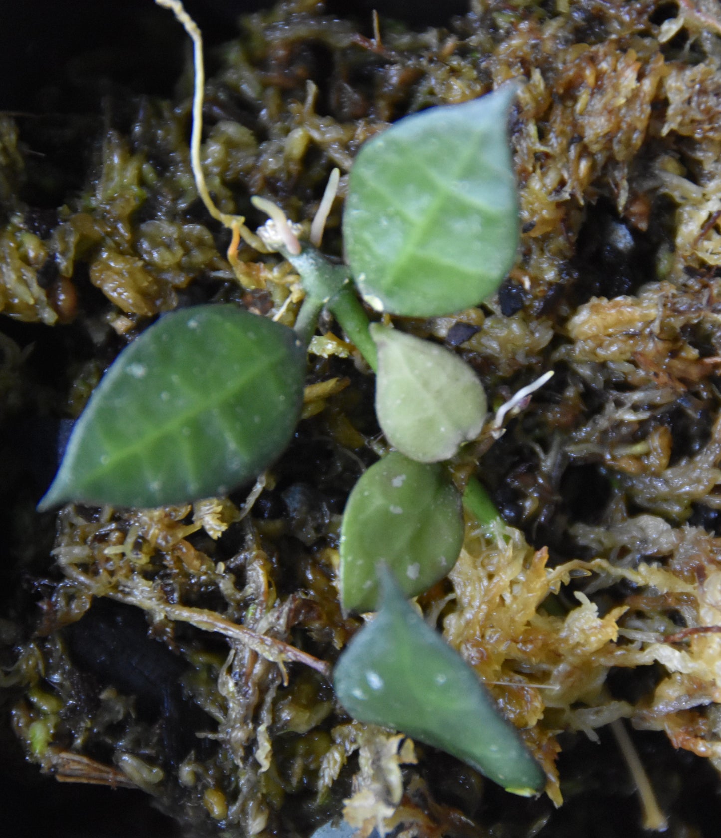 Hoya lacunosa