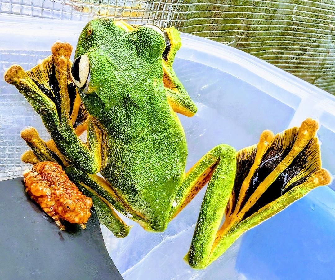 CB Wallaces Flying Froglets (Rhacophorus Nigropalmatus) PRESALE ONLY- Arriving end of JULY