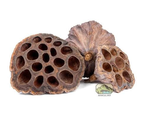 Lotus Pods (3pack)